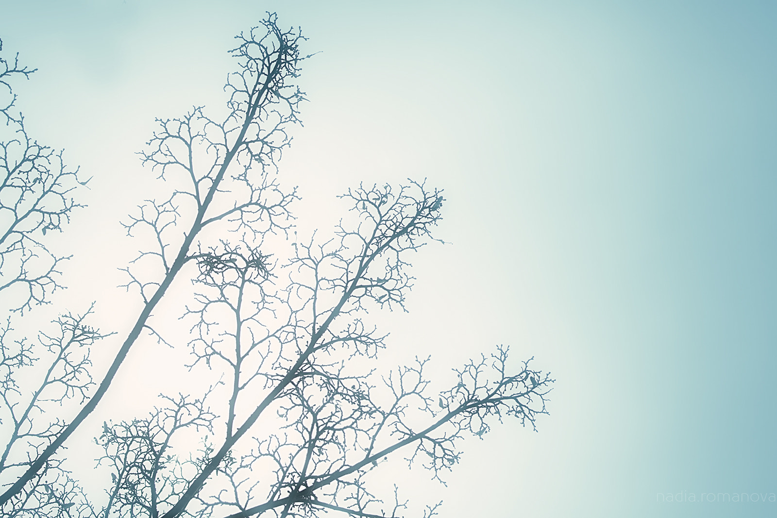 Canon EOS 50D sample photo. Fog photography