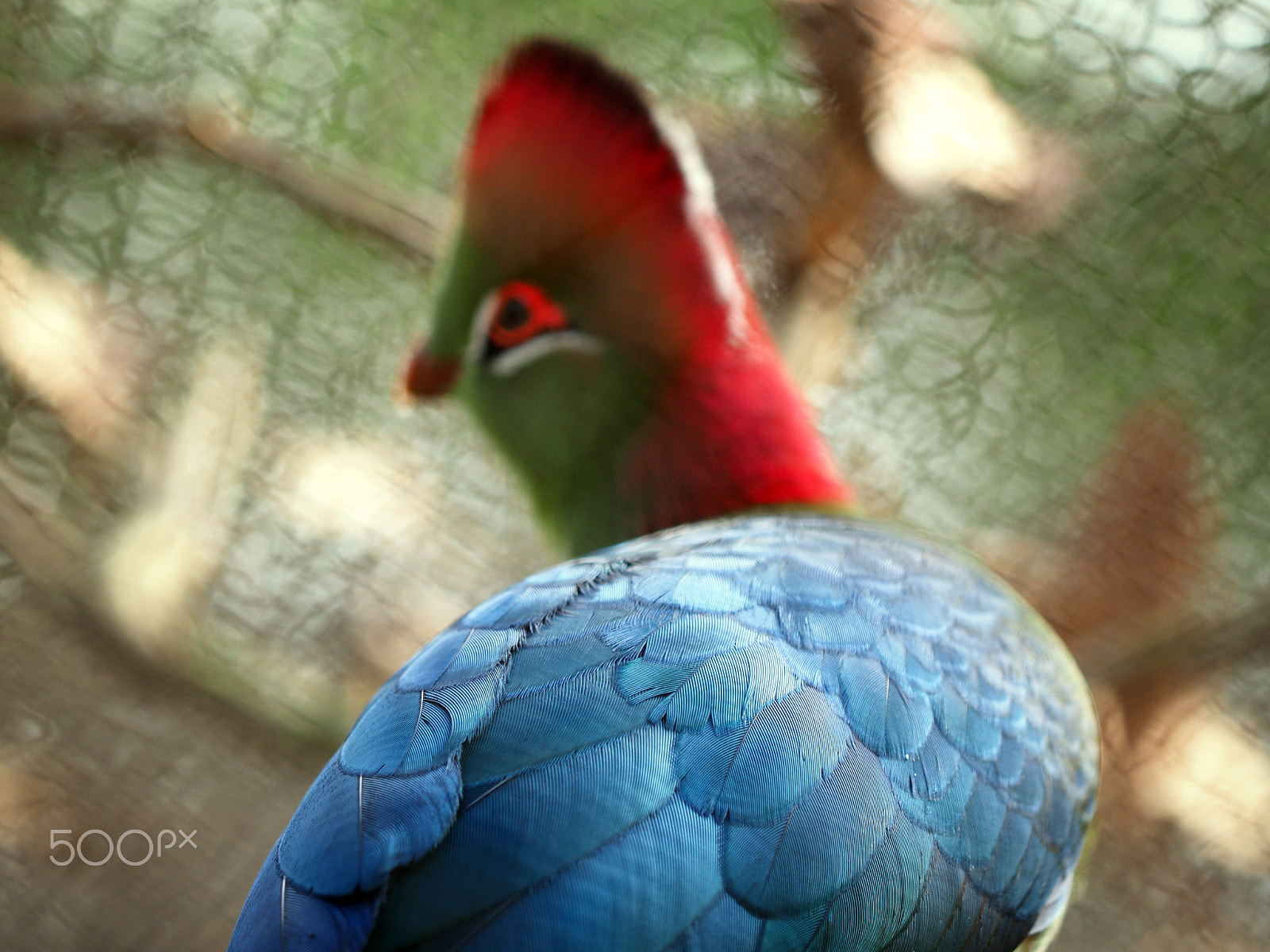 Olympus OM-D E-M1 sample photo. Fine feathers photography