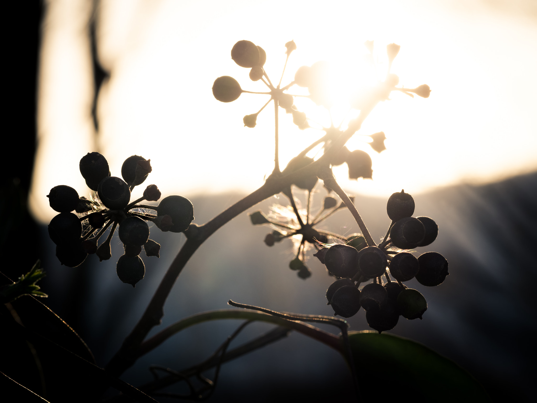 Olympus M.Zuiko Digital ED 60mm F2.8 Macro sample photo. Kiss sunset photography