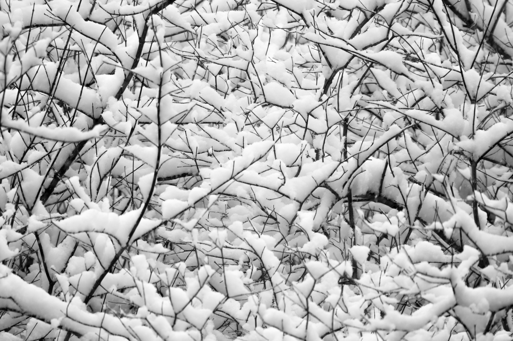 Pentax K-3 sample photo. Pattern of snow on branches photography