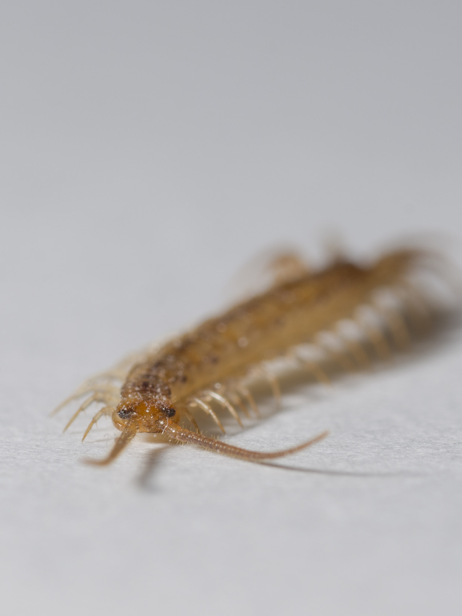 Sigma 105mm F2.8 EX DG OS HSM sample photo. Duizend dof photography