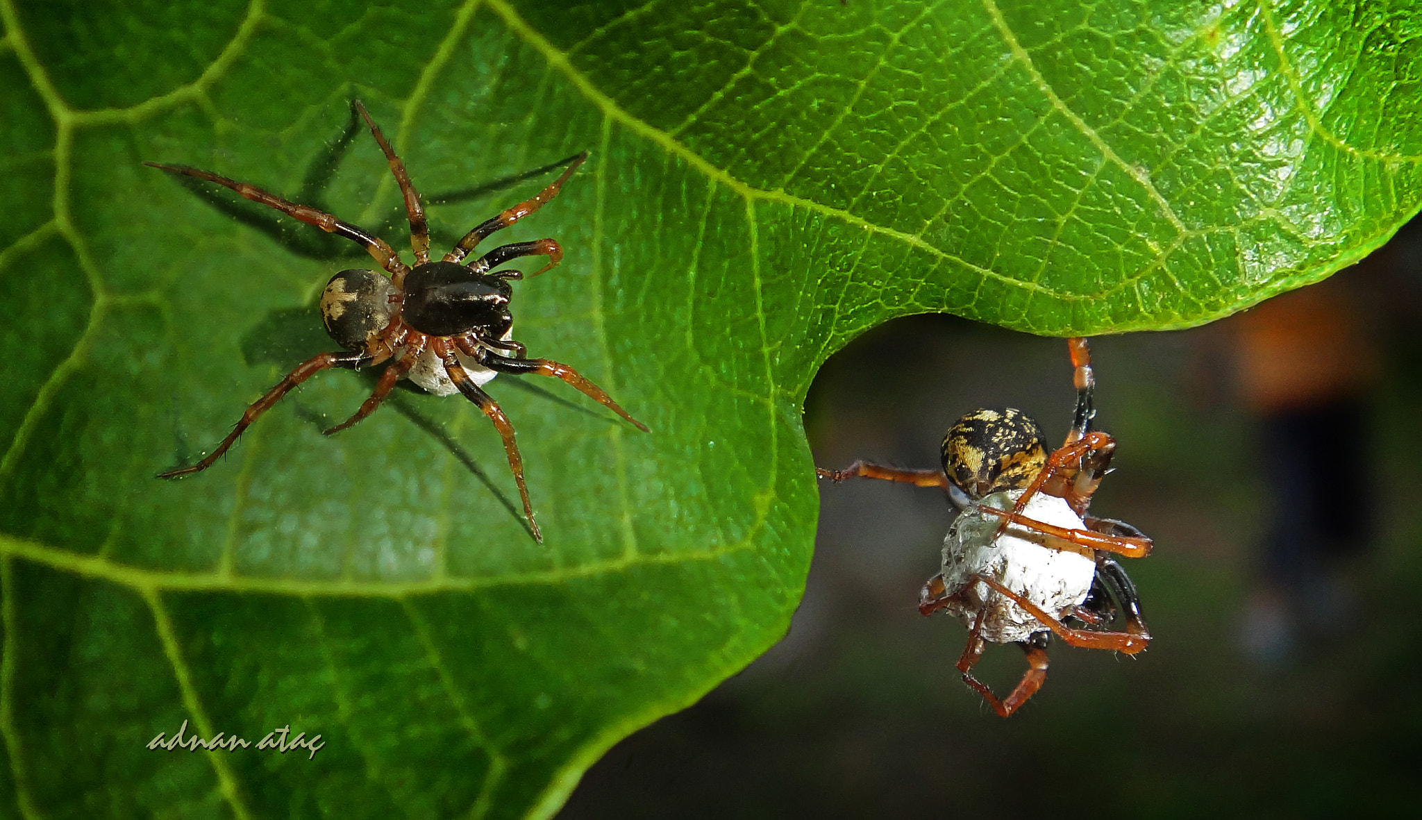 Sony DSC-TX100V sample photo. Örümcek ve yumurtaları (spiders and eggs) photography