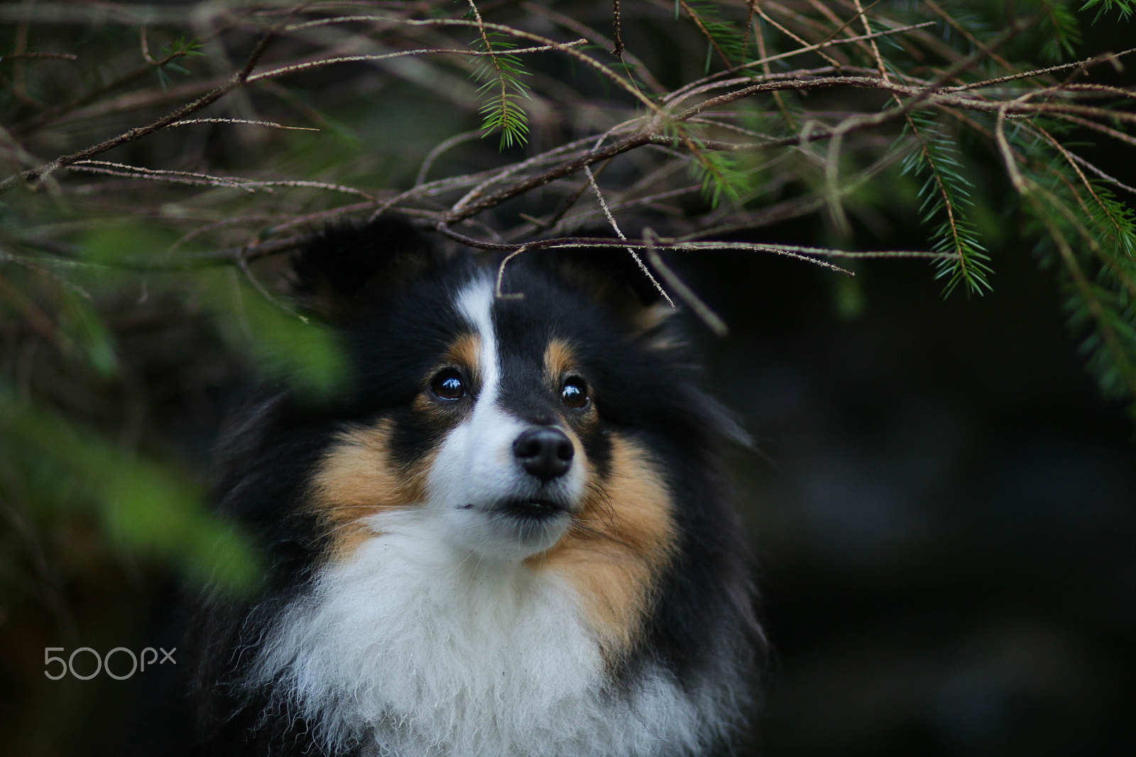 Canon EOS 70D + Canon EF 85mm F1.8 USM sample photo. Stars photography