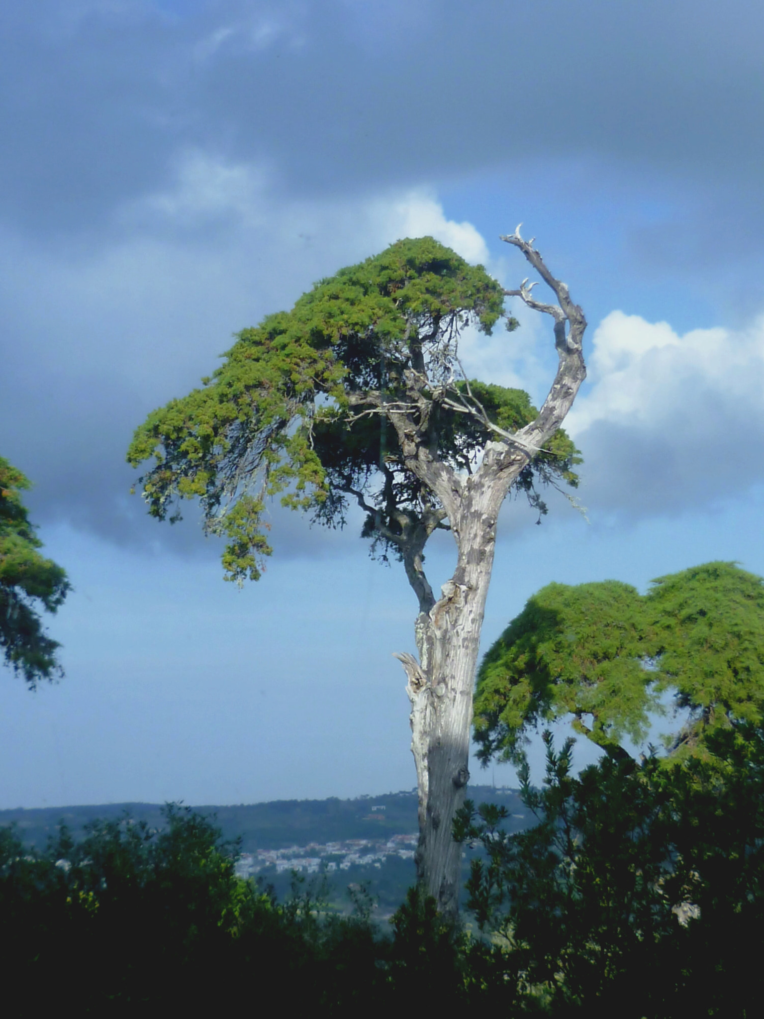 Panasonic DMC-FS10 sample photo. Tree in sintra photography