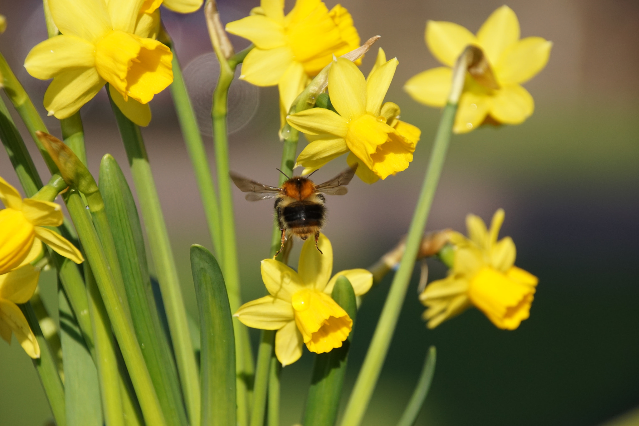 Tamron 16-300mm F3.5-6.3 Di II VC PZD Macro sample photo. As busy as a bee photography