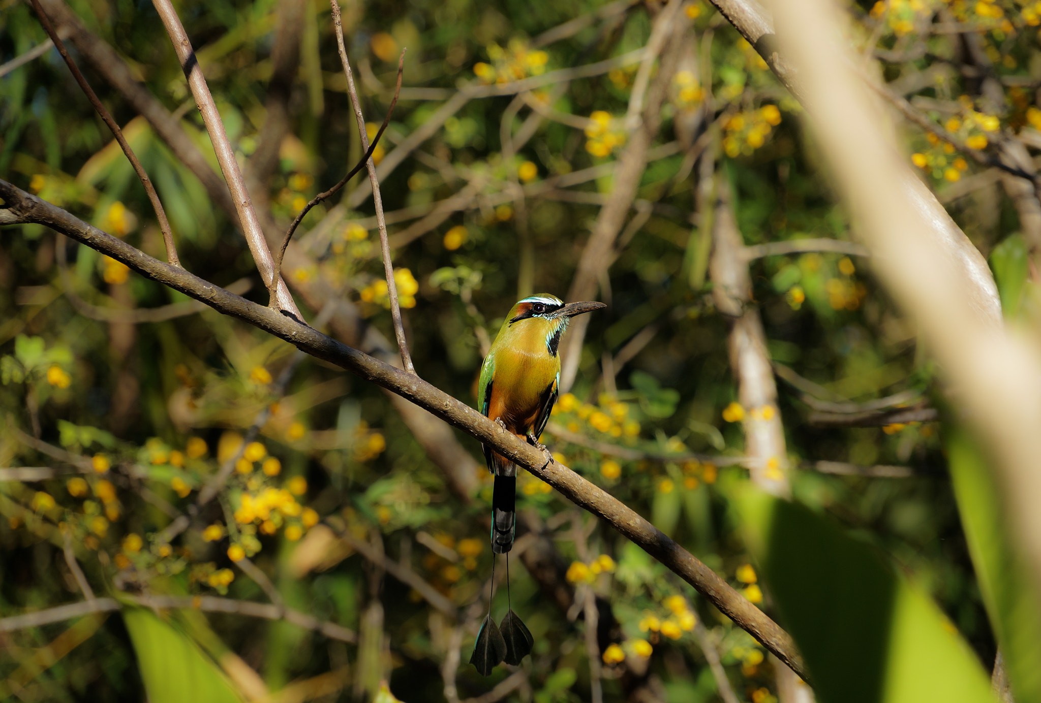 Sony Alpha NEX-5R sample photo. Motmot from yucatan photography