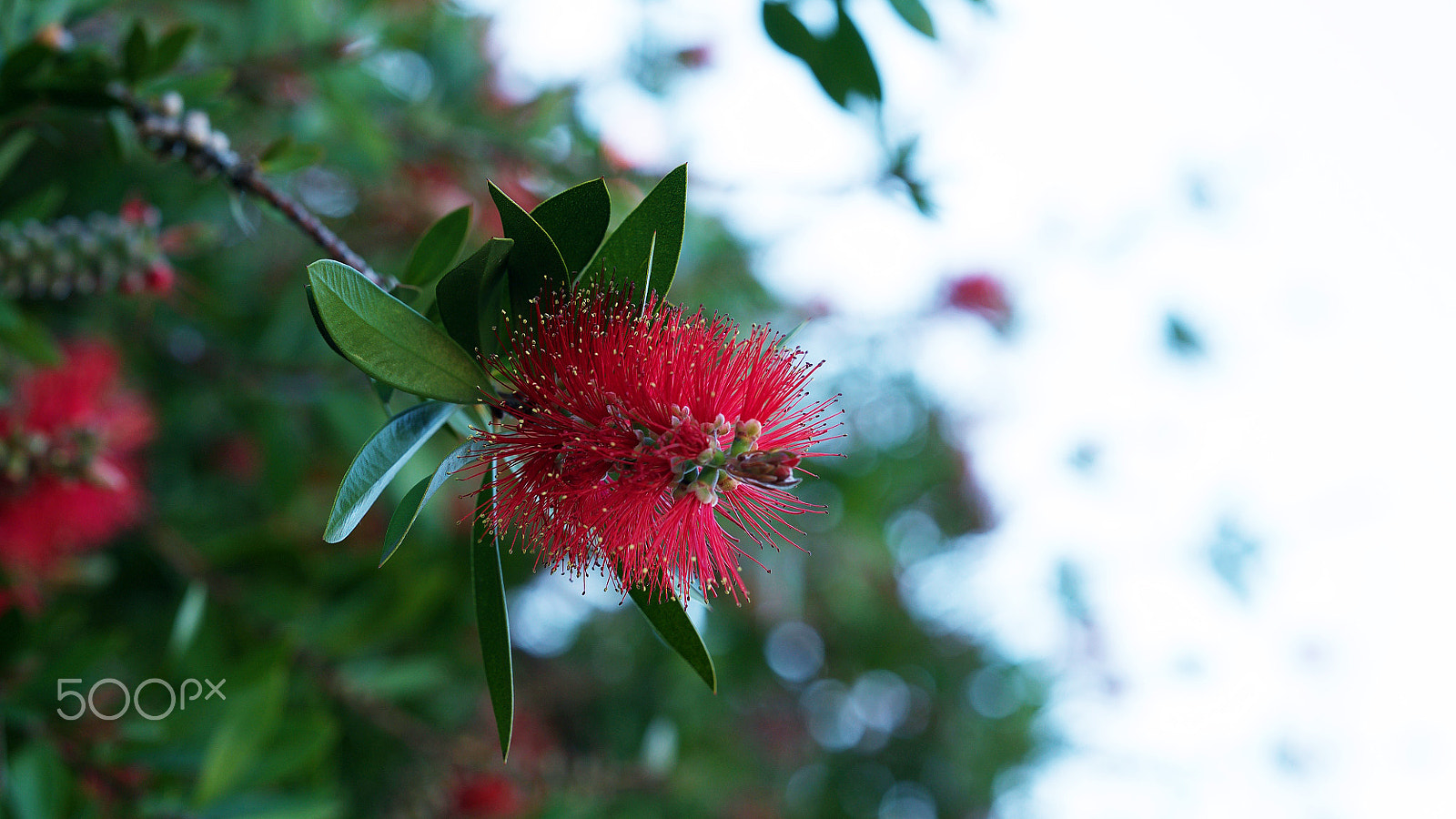 Sony FE 85mm F1.4 GM sample photo. No place i'd rather be photography