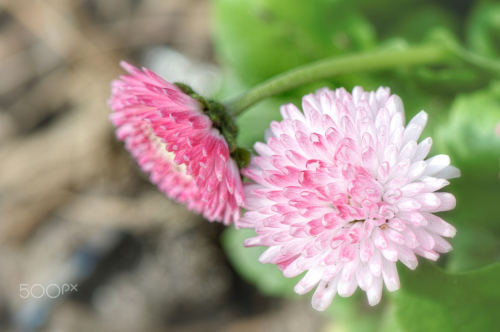 Nikon AF-S Micro-Nikkor 105mm F2.8G IF-ED VR sample photo. Esprit de fleur photography