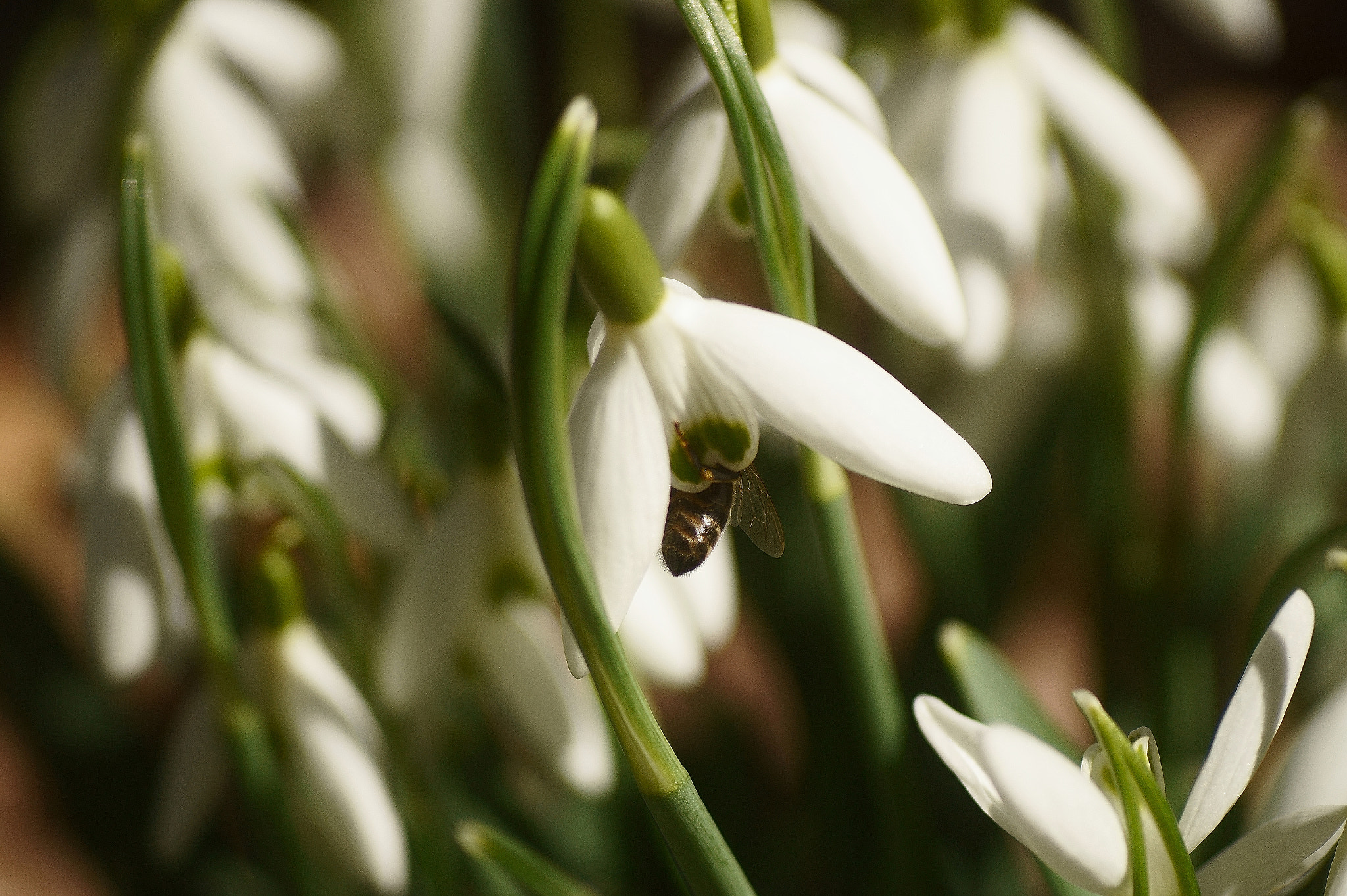 Sony SLT-A58 + Tokina EMZ M100 AF 100mm F3.5 sample photo. Spring! photography