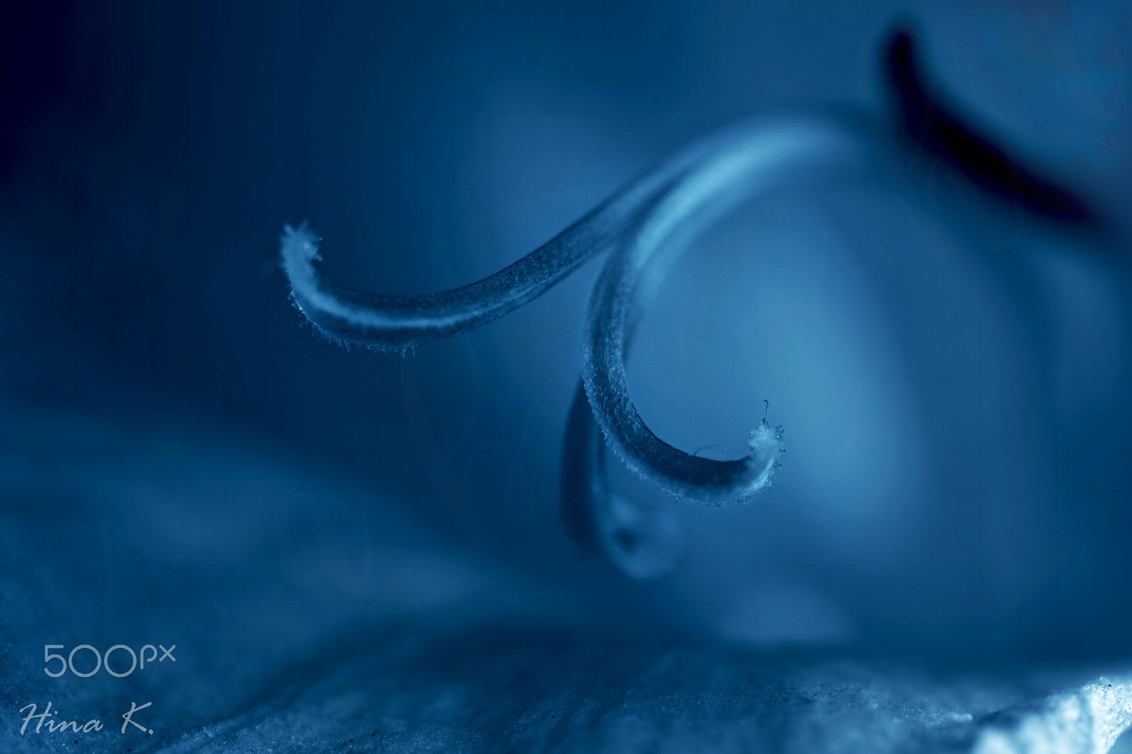 Nikon AF-S Micro-Nikkor 60mm F2.8G ED sample photo. Into the blue photography