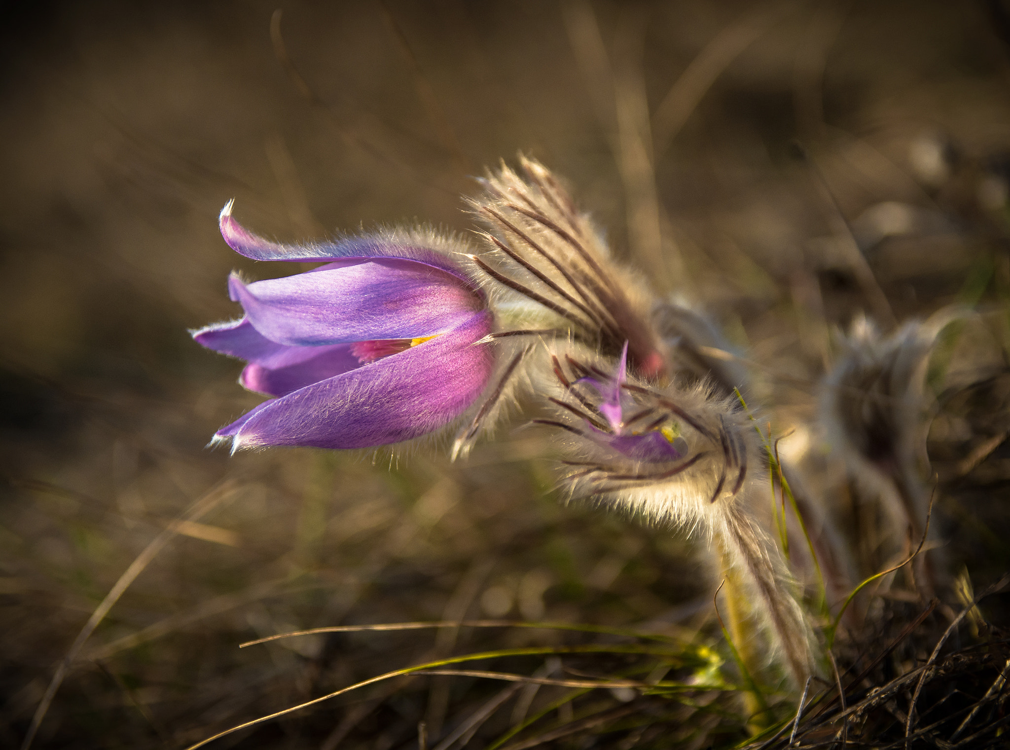 Sigma 17-70mm F2.8-4 DC Macro OS HSM sample photo. Purple beauty photography