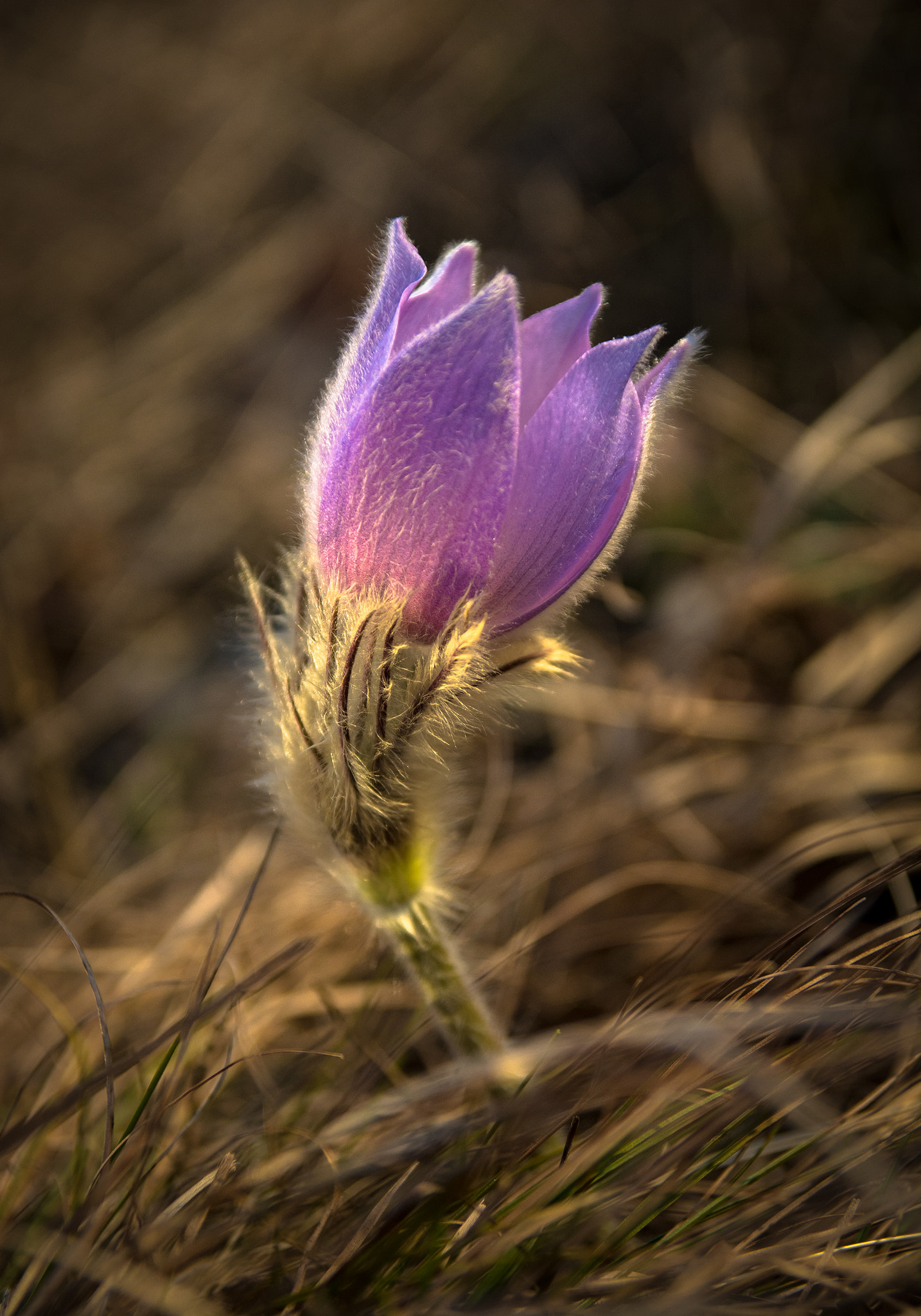 Sigma 17-70mm F2.8-4 DC Macro OS HSM sample photo. Purple beauty photography
