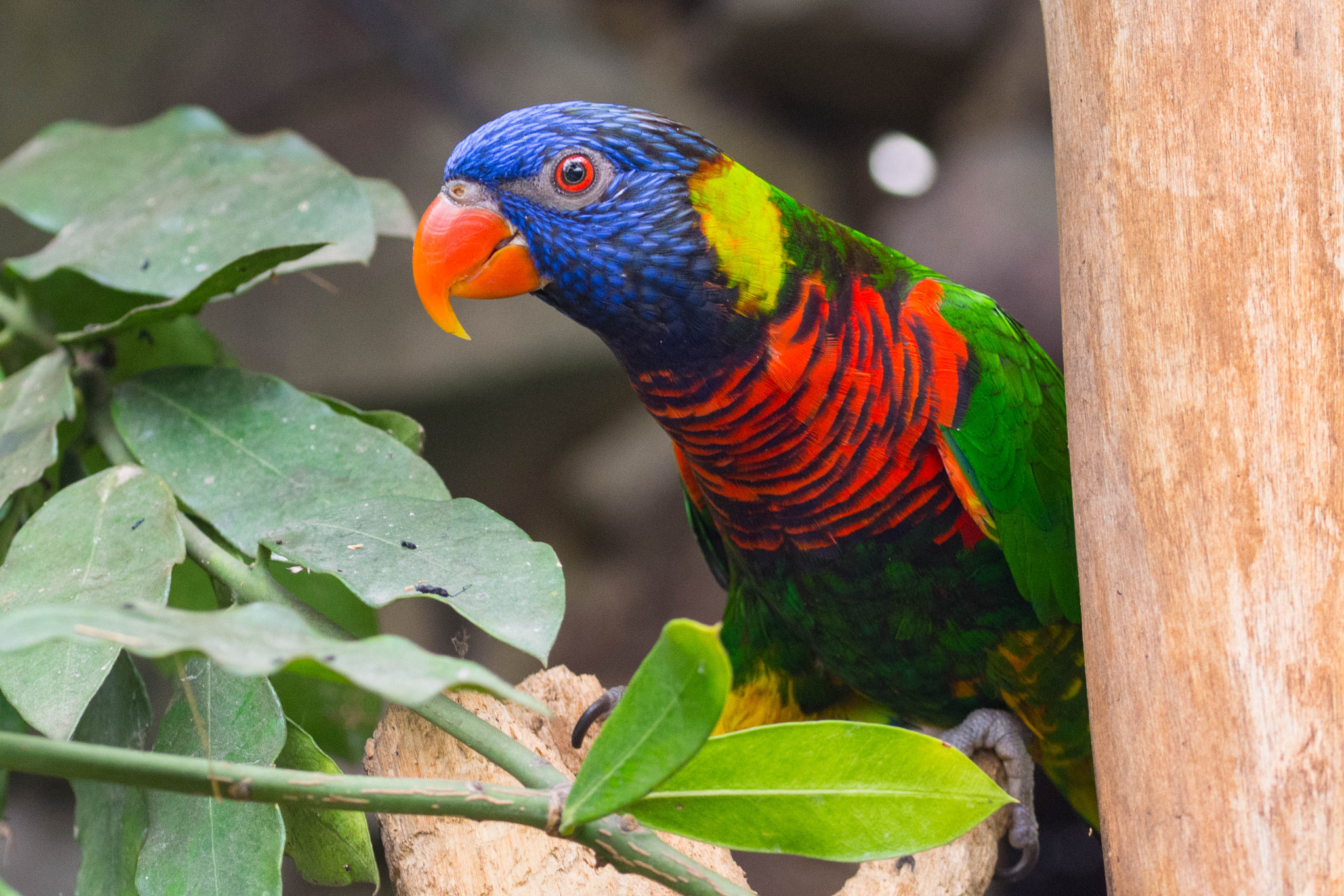 Sigma 105mm F2.8 EX DG OS HSM sample photo. Parrot photography