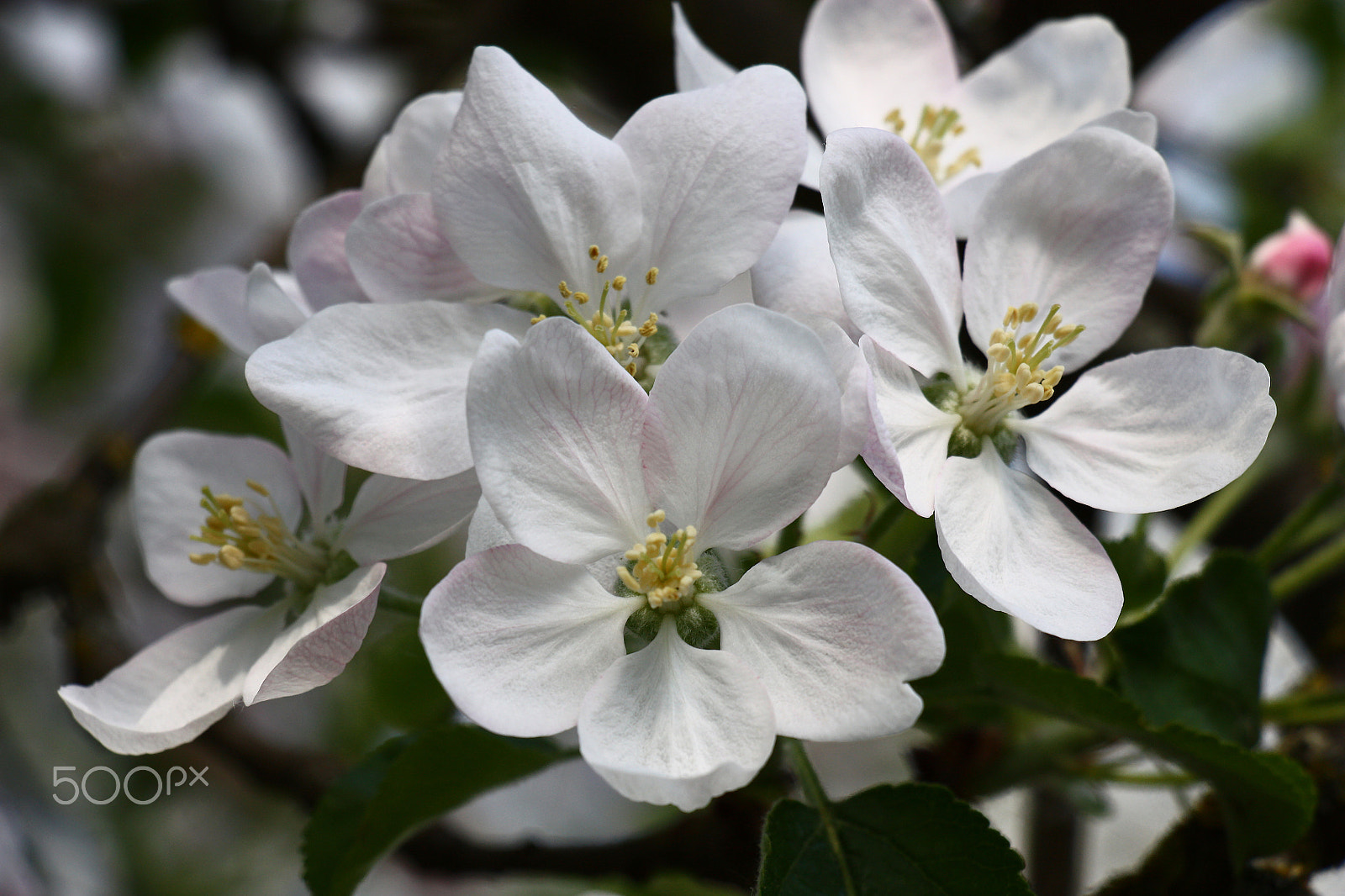 Canon EOS 450D (EOS Rebel XSi / EOS Kiss X2) sample photo. Large flowers of an apple tree. photography