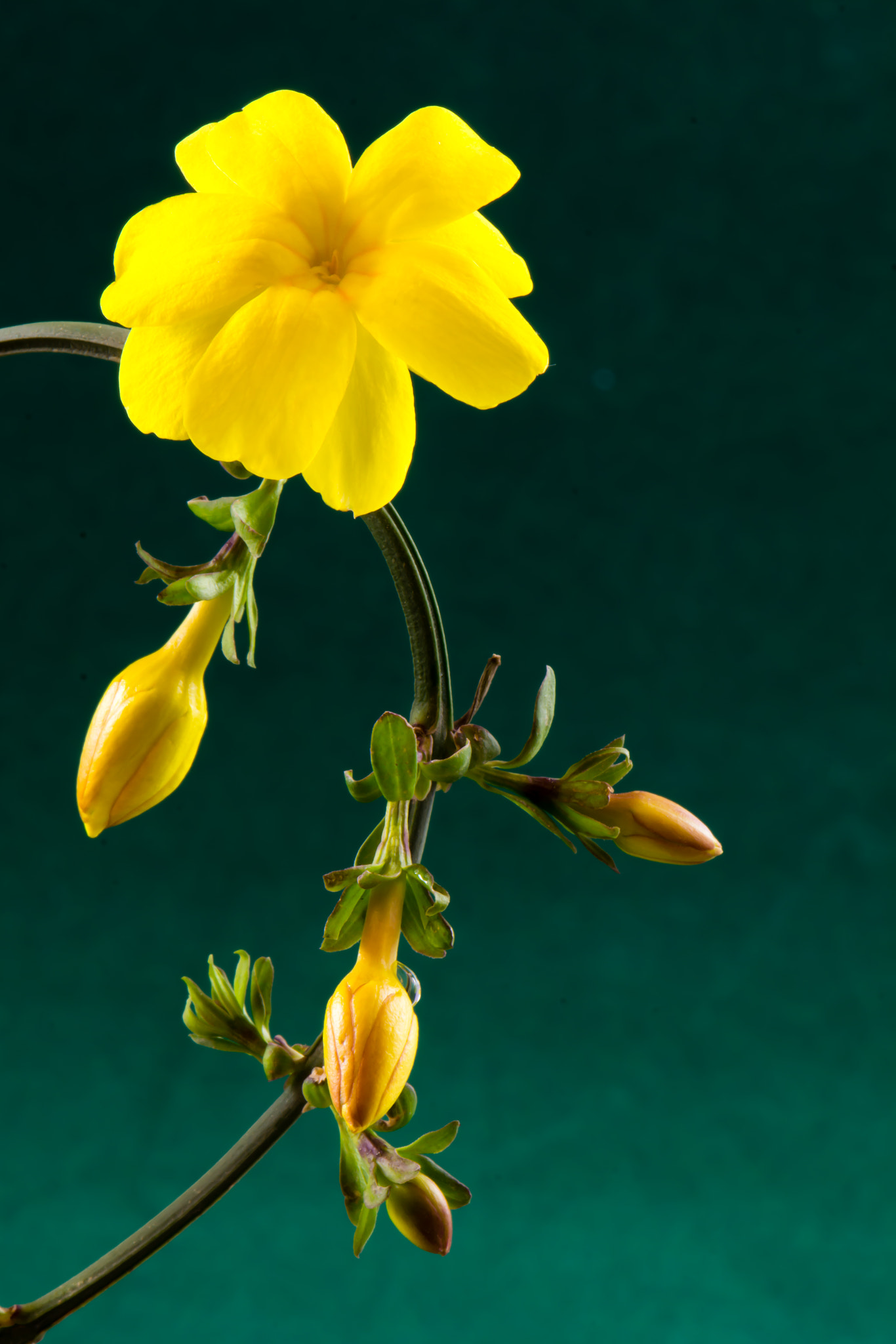 Nikon AF-S DX Micro-Nikkor 85mm F3.5G ED VR sample photo. Yellow flower photography