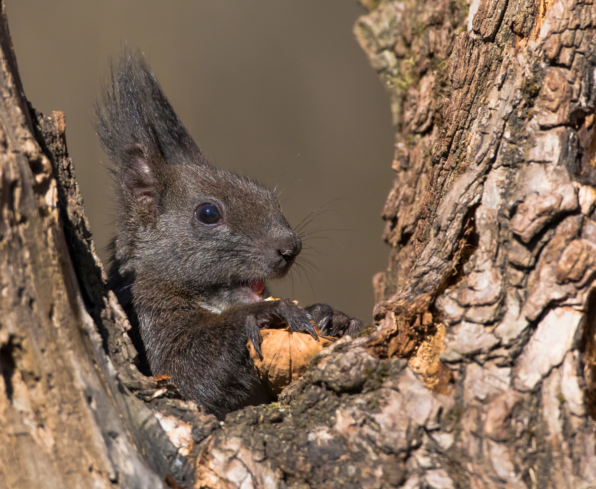 Canon EOS-1D X + Canon EF 500mm F4L IS USM sample photo. Linguetta rossa photography