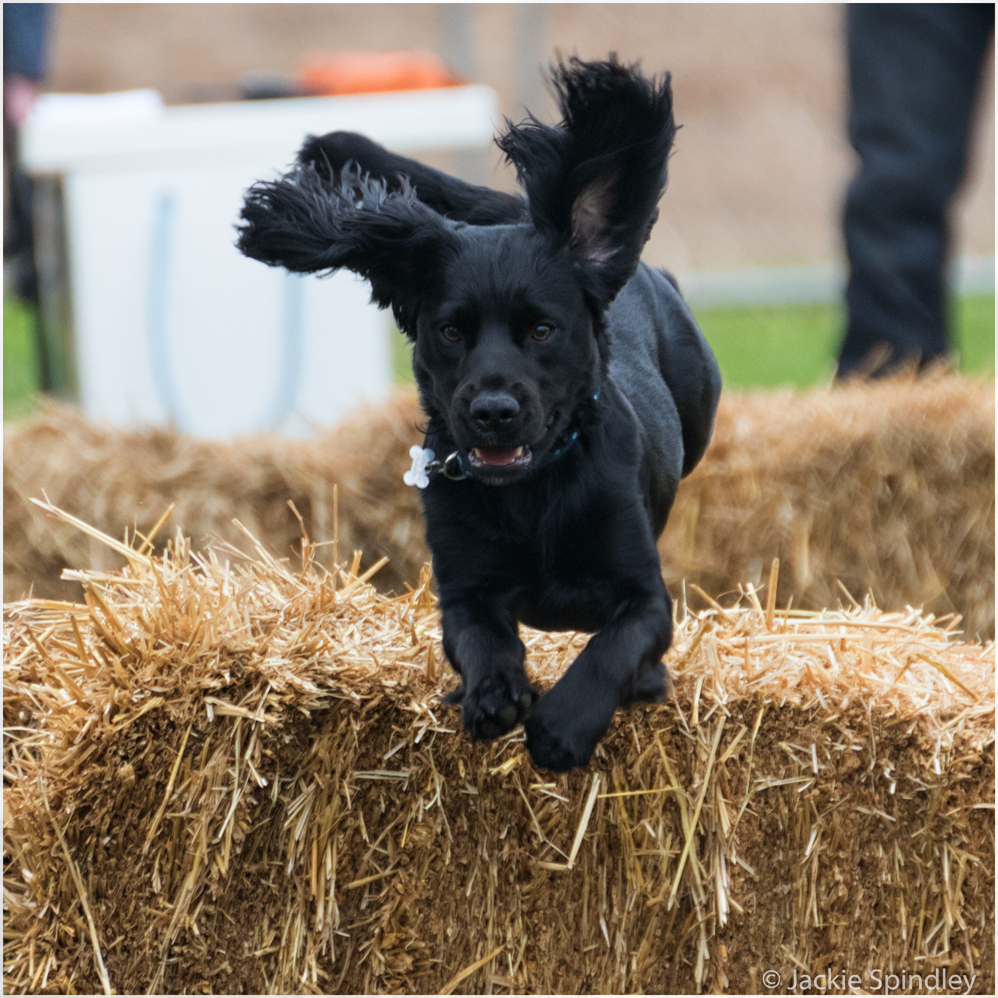 Canon EOS 7D Mark II + Tamron SP 35mm F1.8 Di VC USD sample photo. Dog agility photography