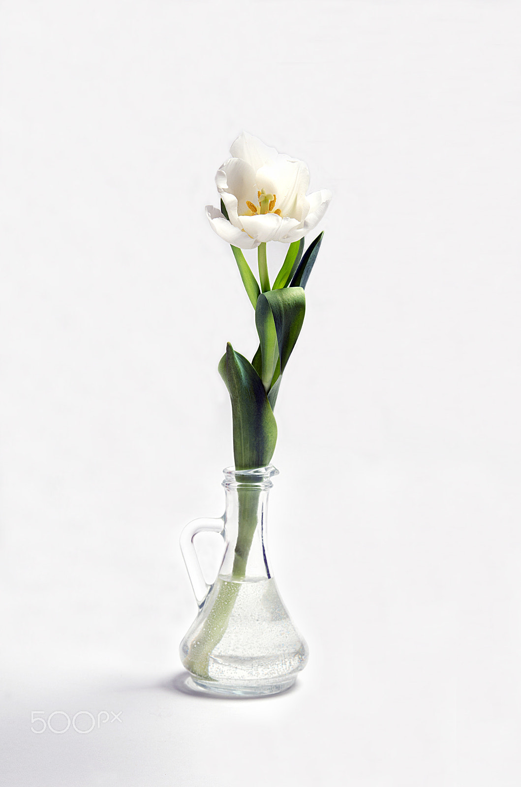 Pentax K-5 IIs + Sigma sample photo. Tulip photography