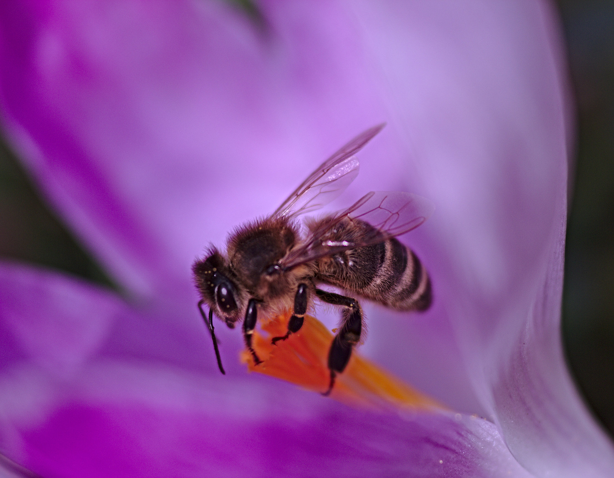 Canon EOS M sample photo. To bee or not to bee photography
