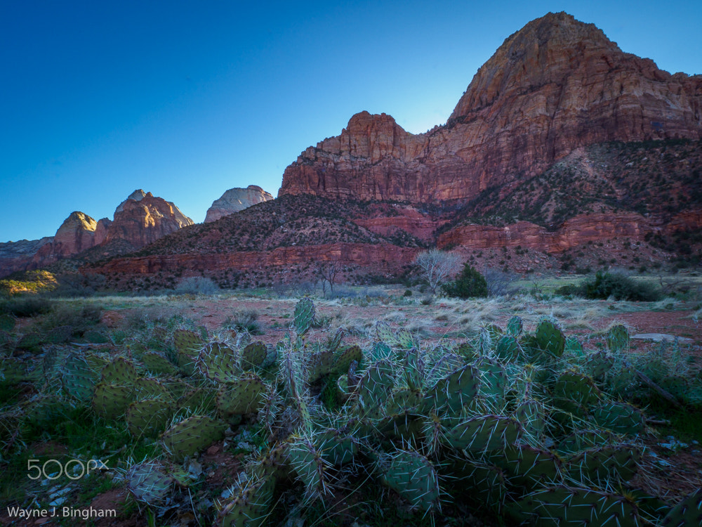 Olympus M.Zuiko Digital ED 7-14mm F2.8 PRO sample photo. Zion national park vi photography