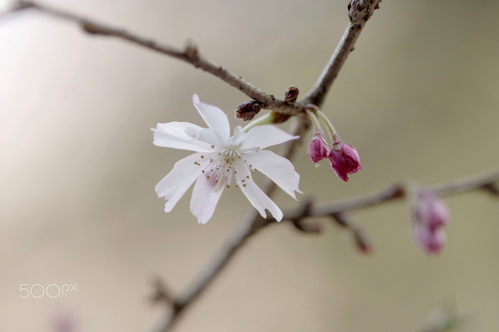 Pentax K-3 sample photo. Hope for tomorrow photography