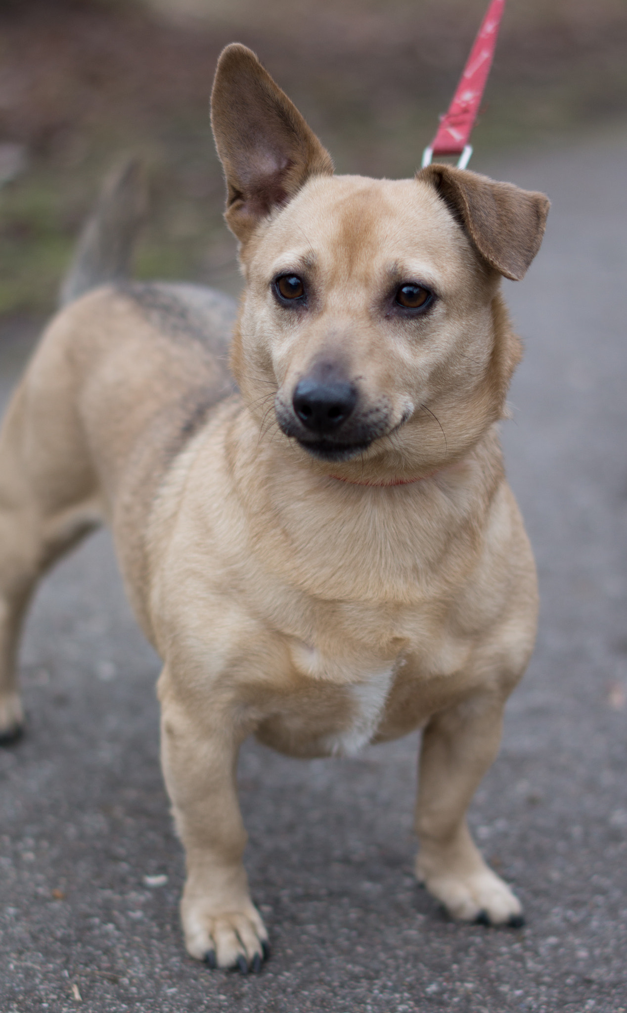 Sony Alpha a5000 (ILCE 5000) + Sony Sonnar T* FE 55mm F1.8 ZA sample photo. Dachshund/jack russell mix photography