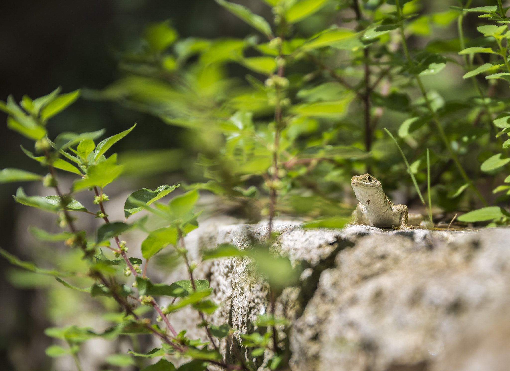 Sigma 24-105mm f/4 DG OS HSM | A sample photo. Lizard photography