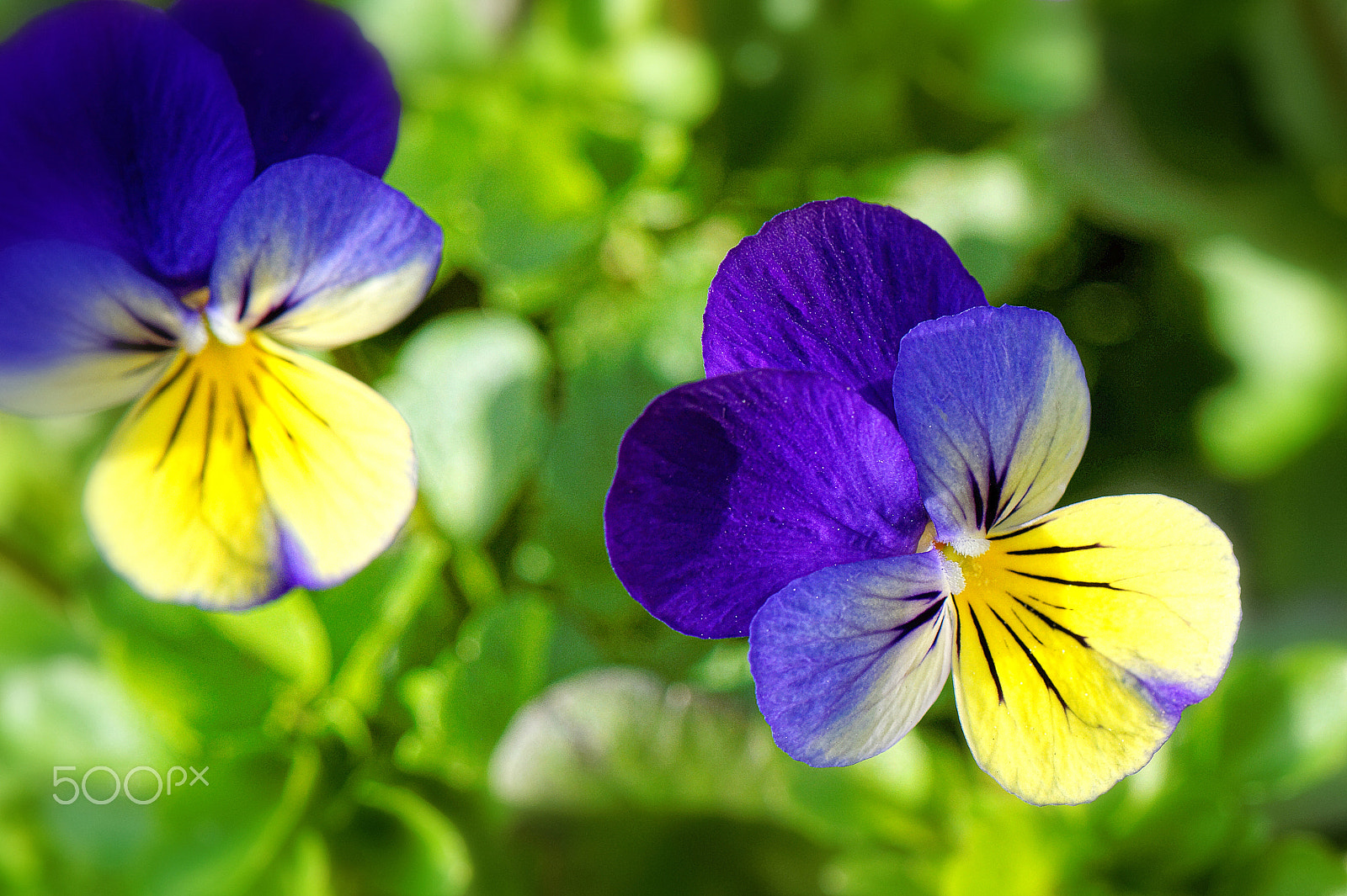 Nikon AF-S Micro-Nikkor 105mm F2.8G IF-ED VR sample photo. Little ladies photography
