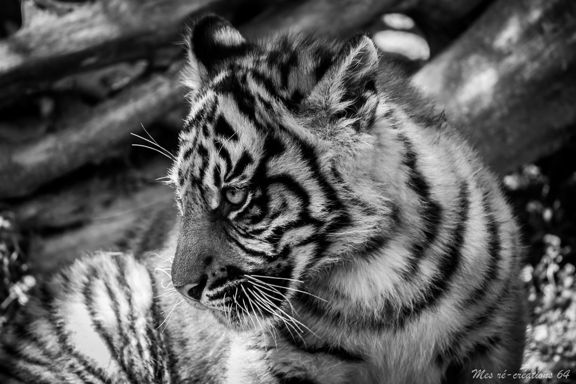 Canon EF-S 55-250mm F4-5.6 IS sample photo. Le tigrou photography