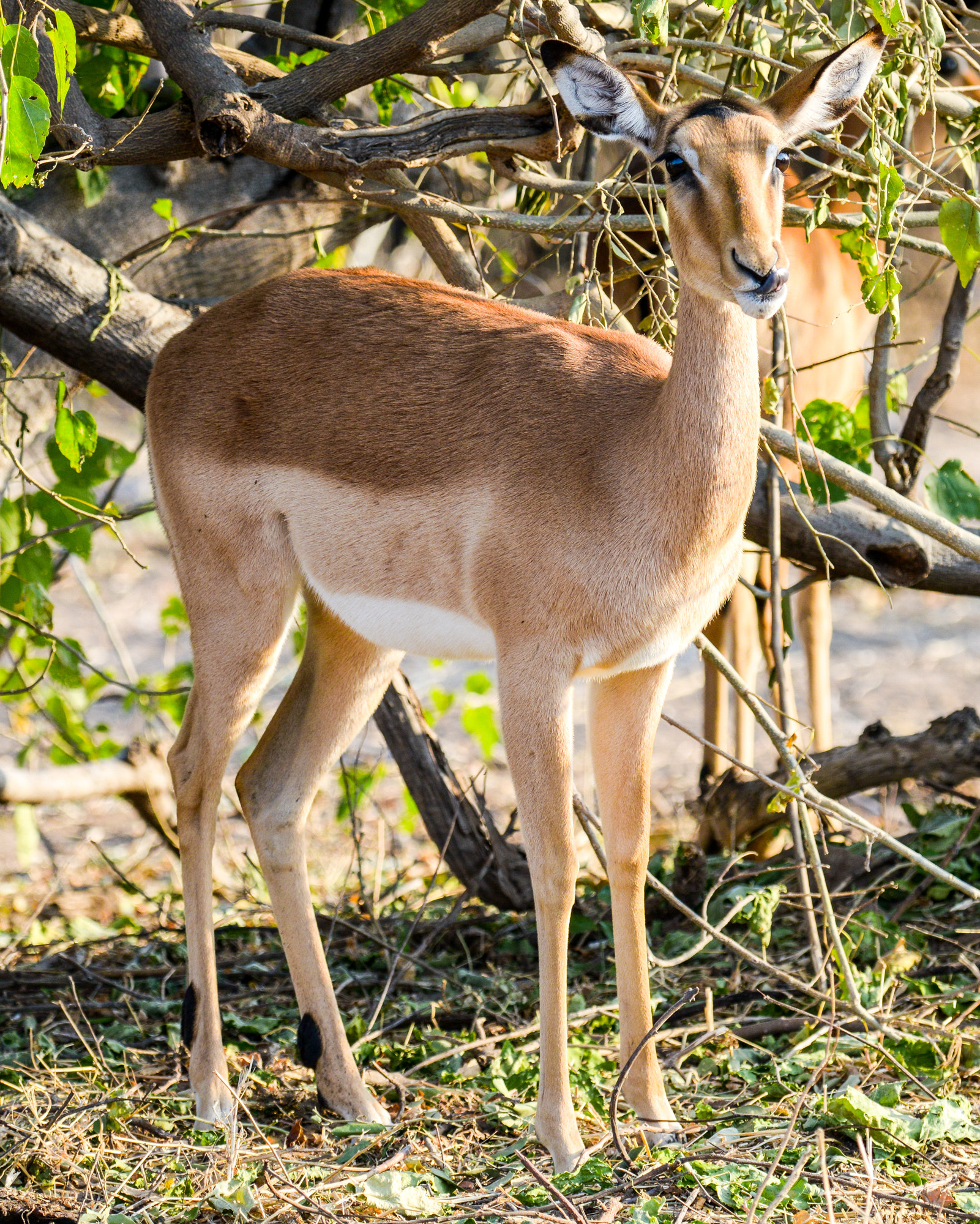 Nikon D800 sample photo. Chobe national park photography