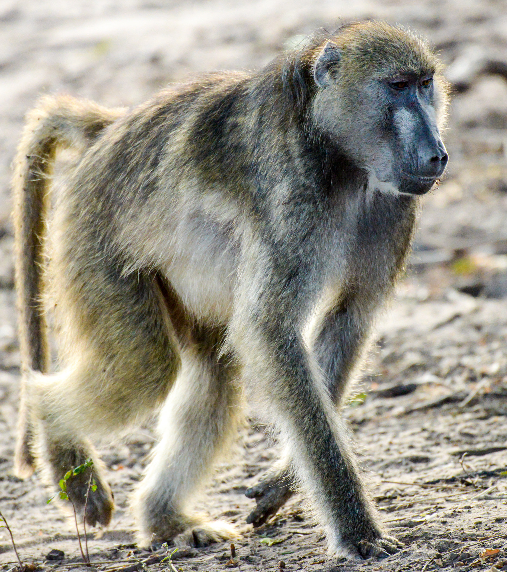 Nikon D800 sample photo. Chobe national park photography