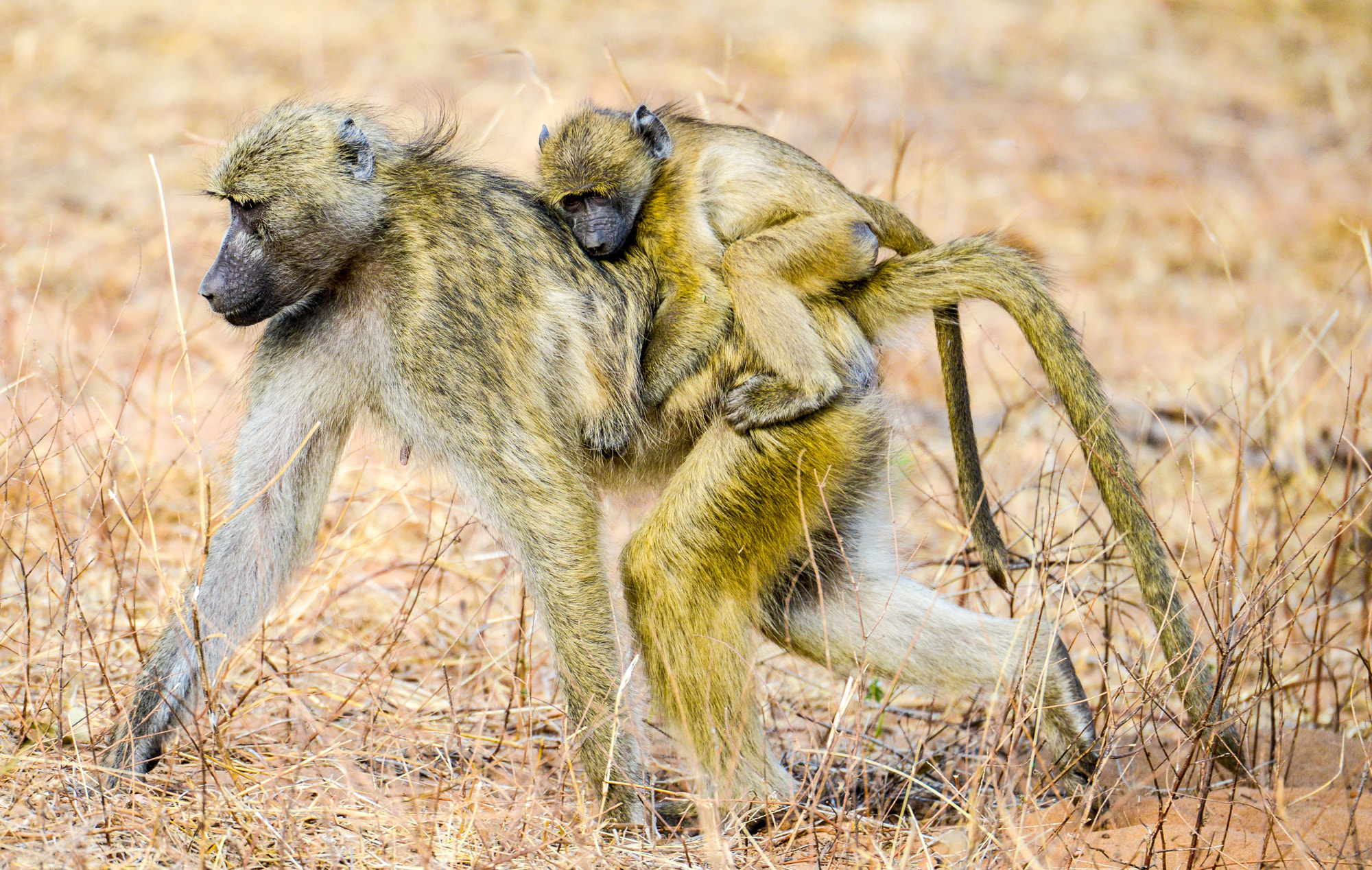 Nikon D800 sample photo. Chobe national park photography