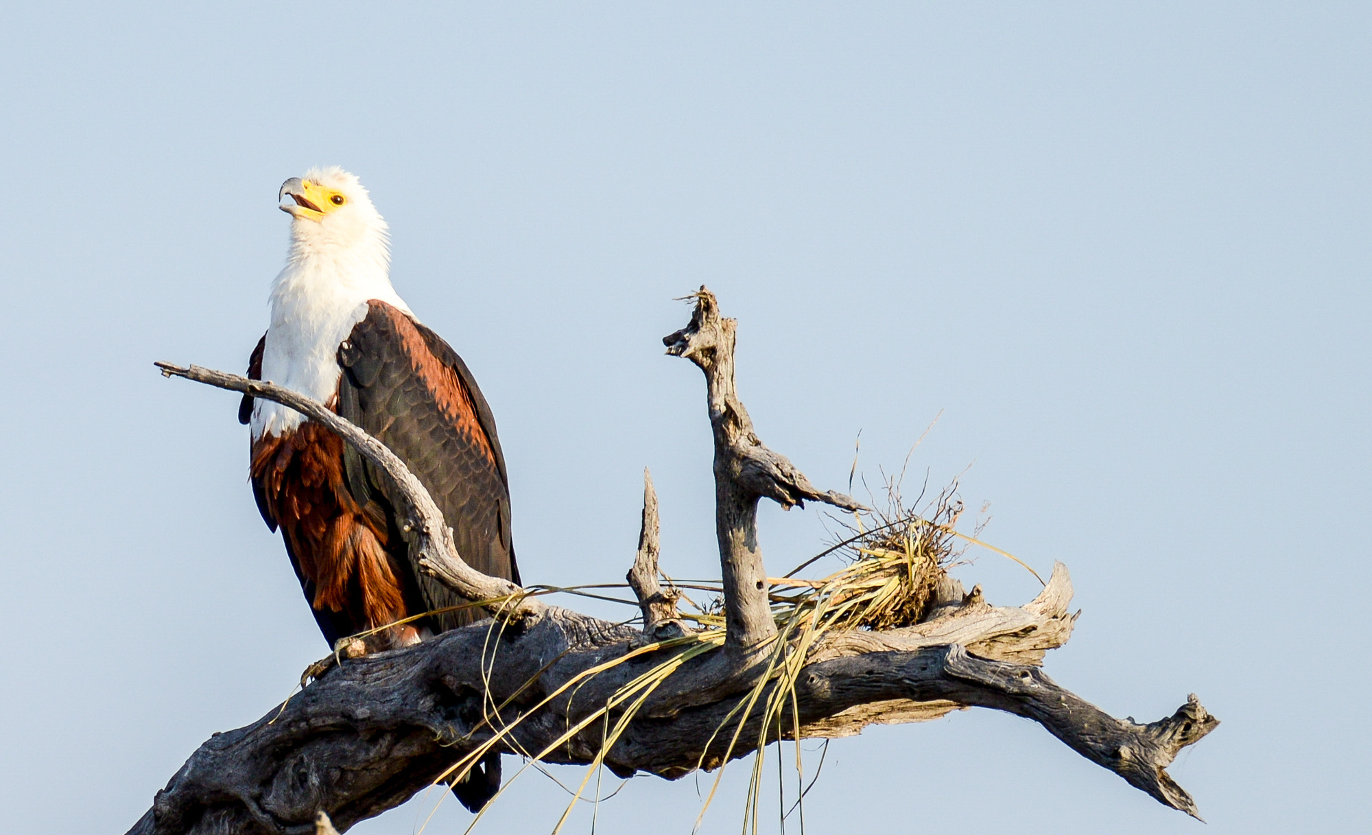 Nikon D800 sample photo. Chobe national park photography