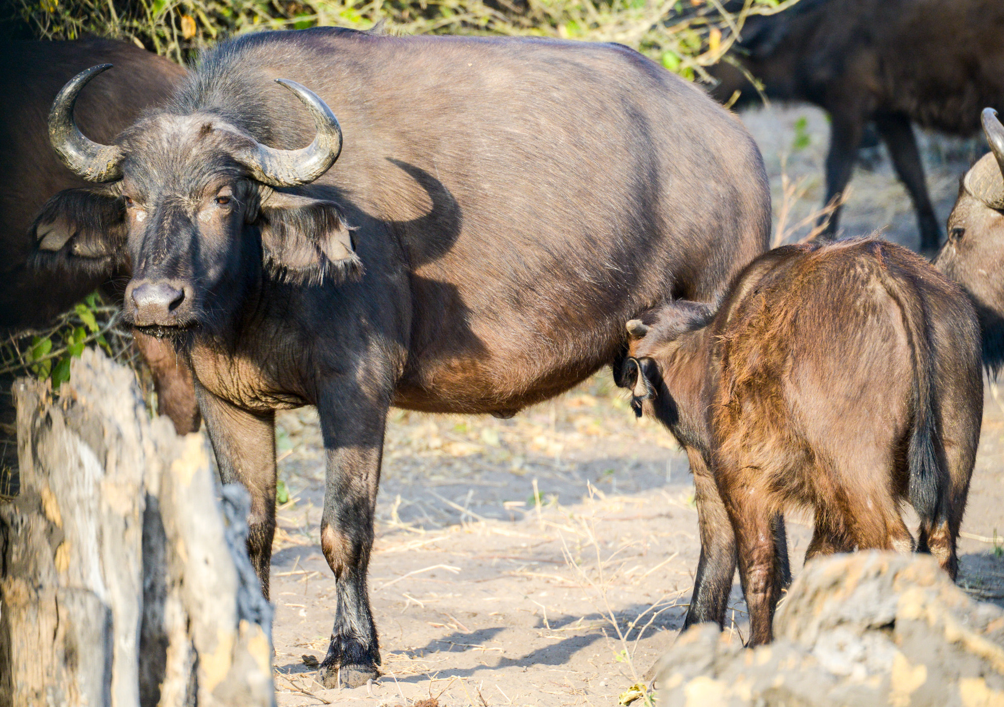 Nikon D800 sample photo. Chobe national park photography