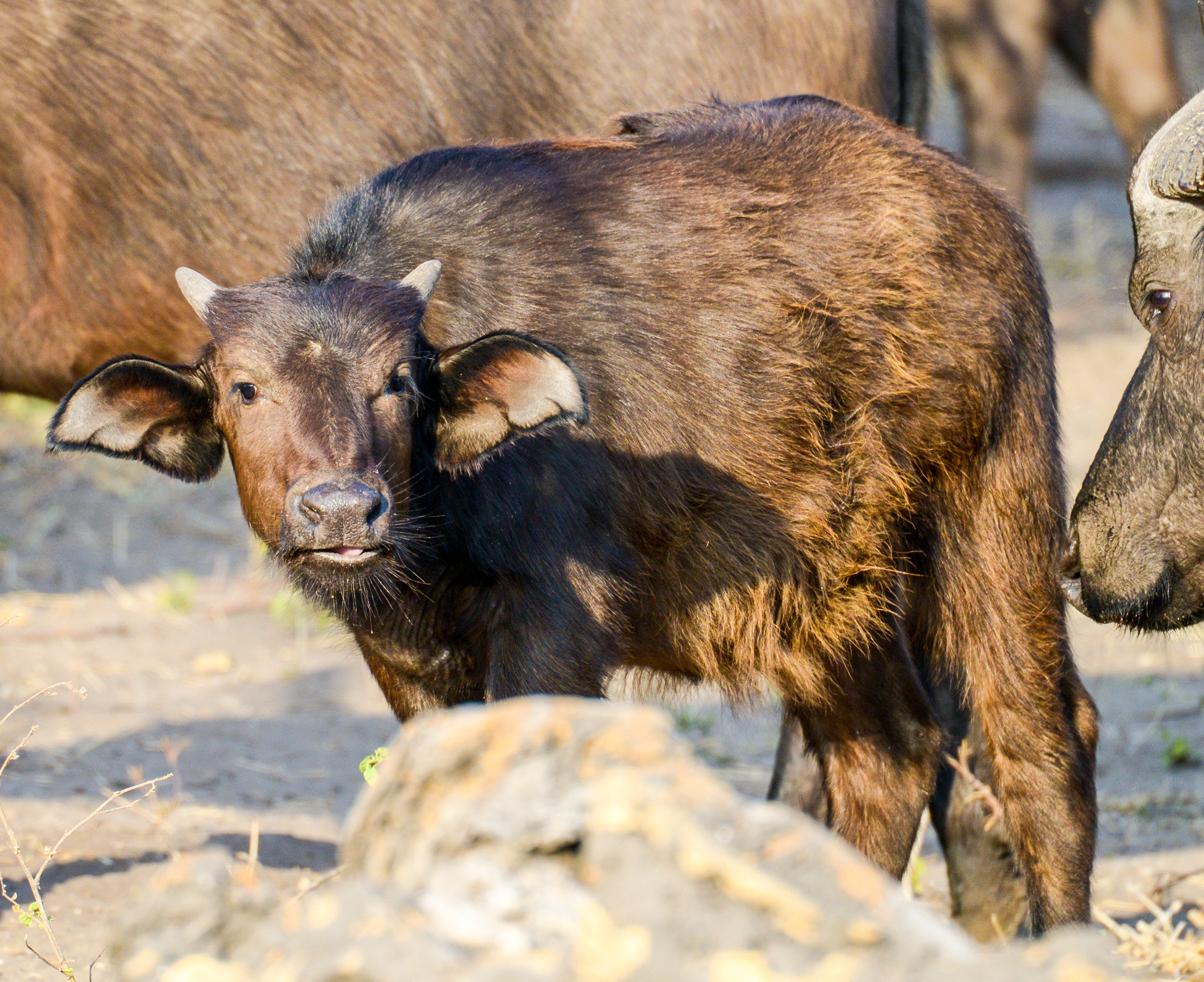 Nikon D800 sample photo. Chobe national park photography