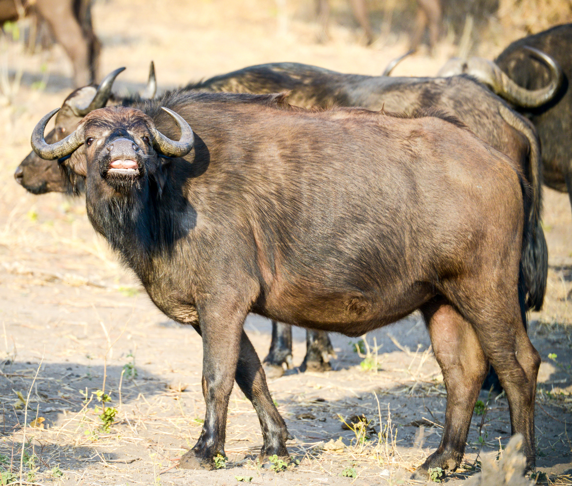 Nikon D800 sample photo. Chobe national park photography