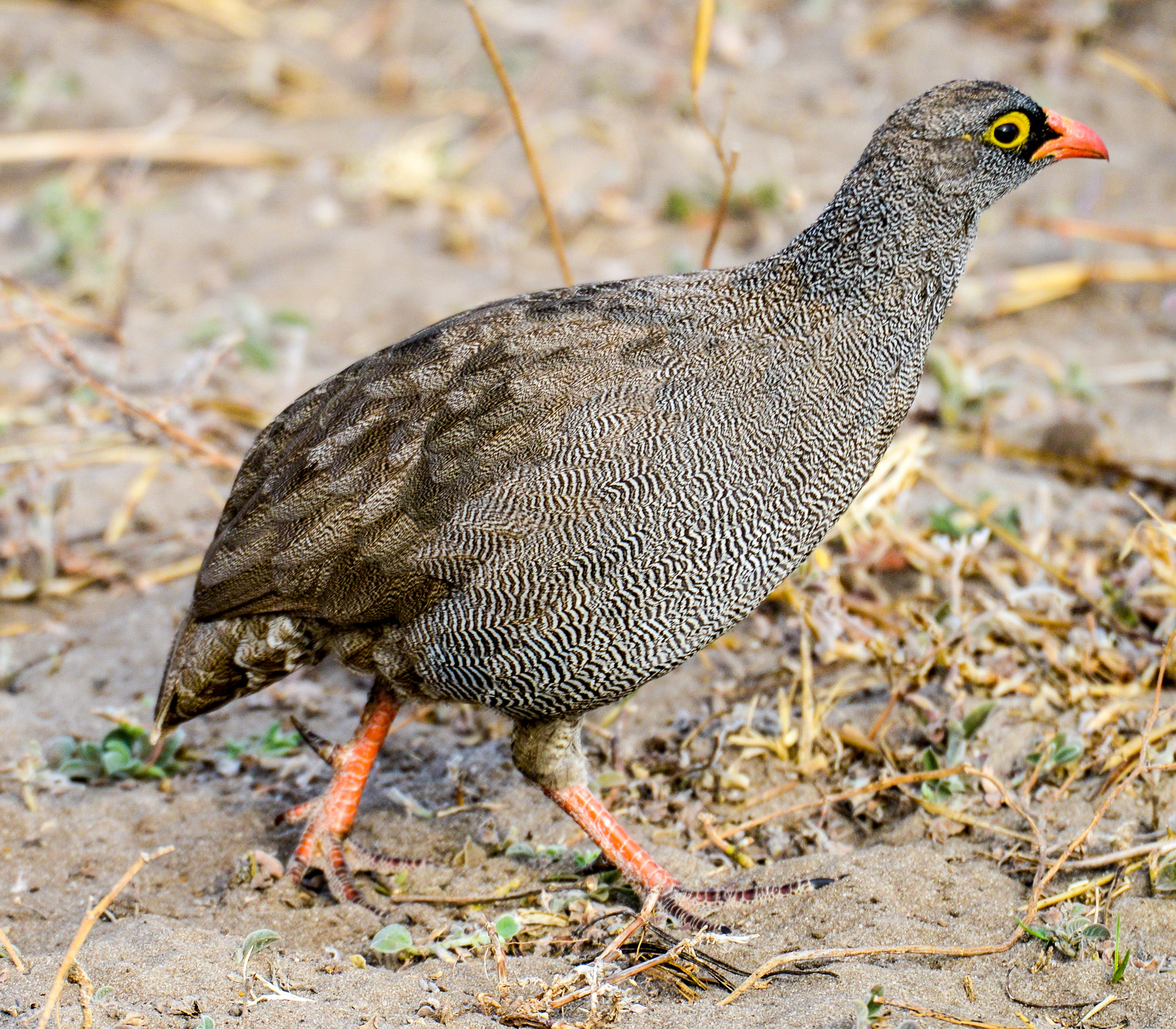 Nikon D800 sample photo. Chobe national park photography