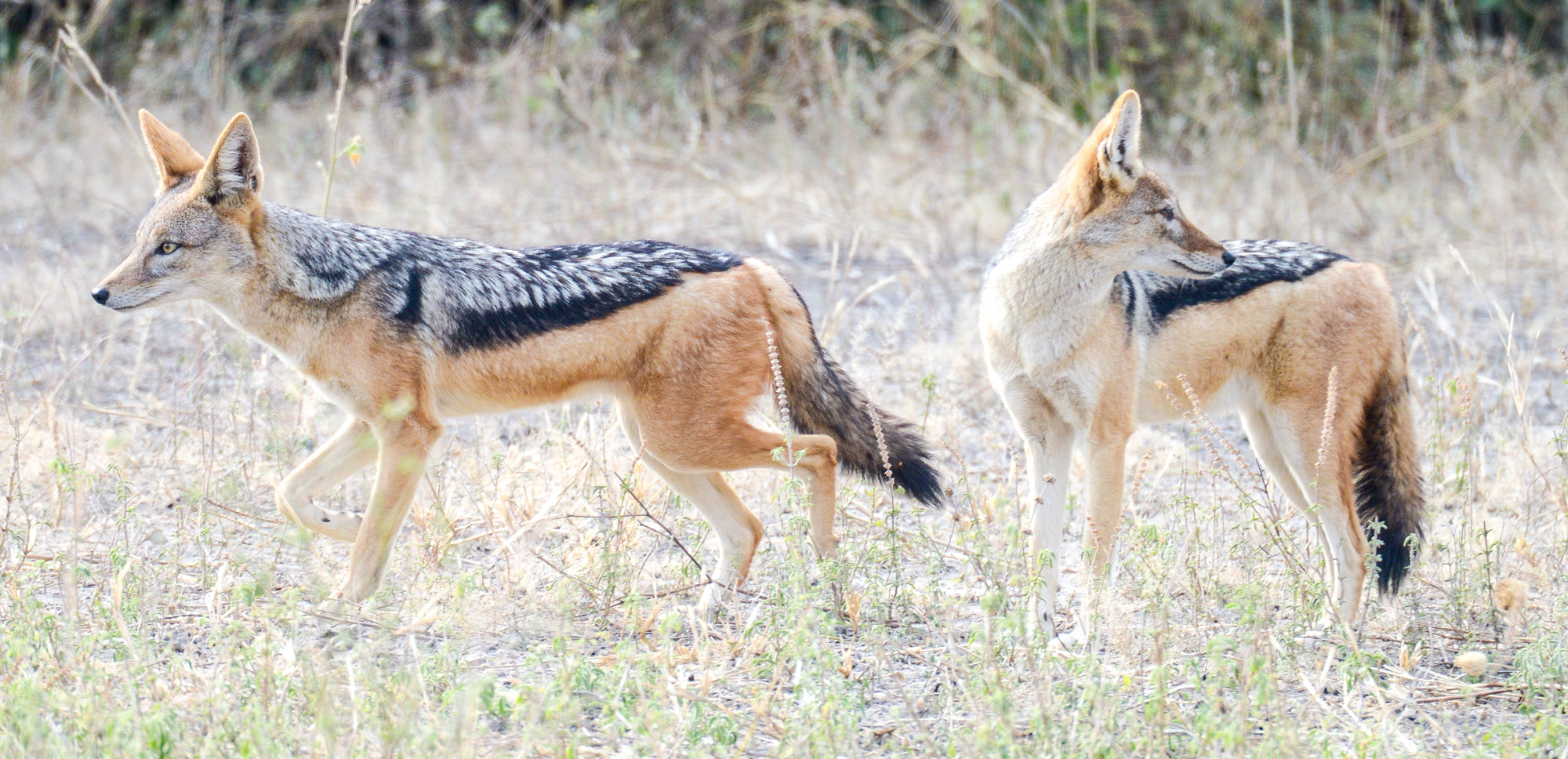 Nikon D800 sample photo. Chobe national park photography