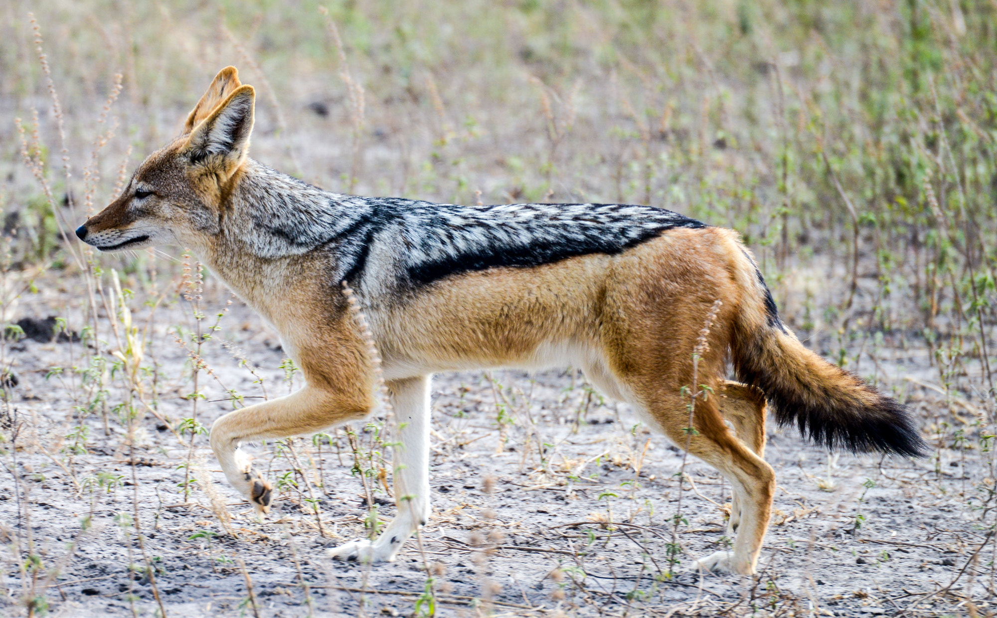 Nikon D800 sample photo. Chobe national park photography