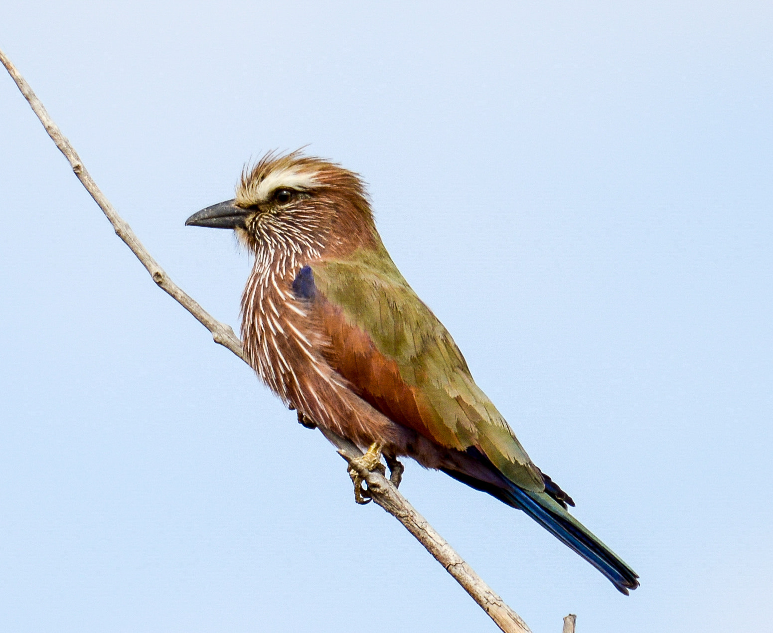 Nikon D800 sample photo. Chobe national park photography