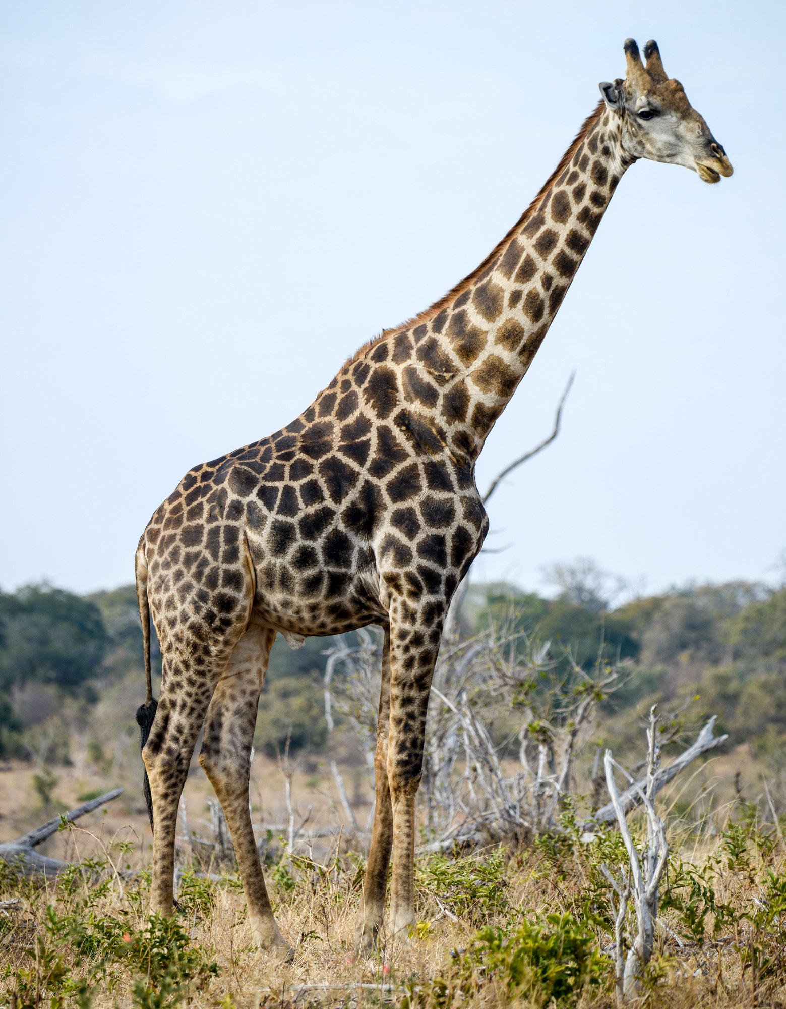 Nikon D800 sample photo. Chobe national park photography