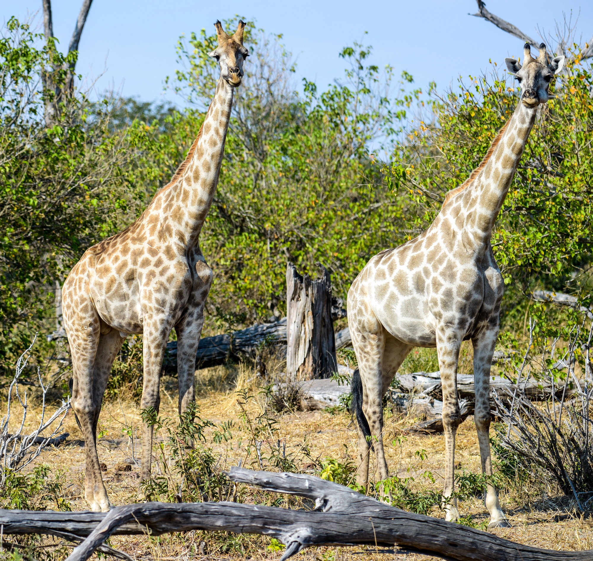 Nikon D800 sample photo. Chobe national park photography