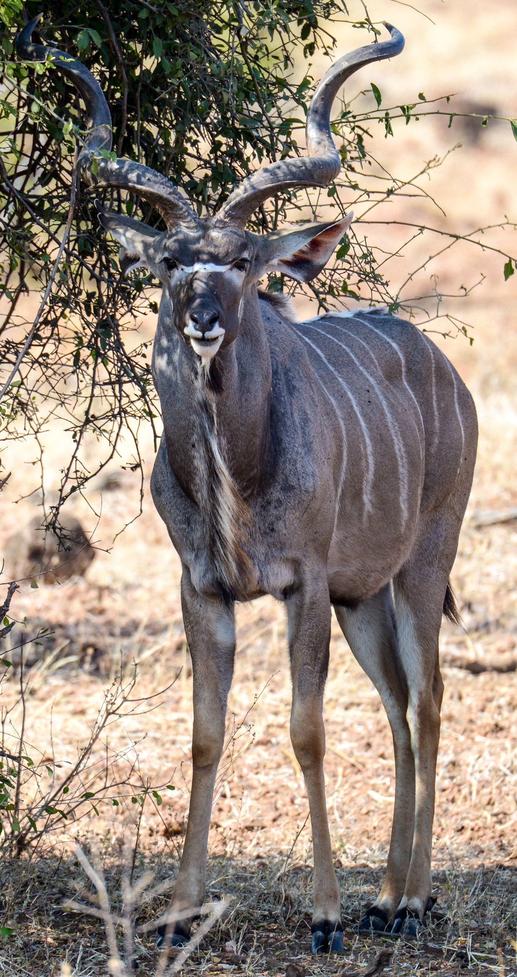 Nikon D800 sample photo. Chobe national park photography