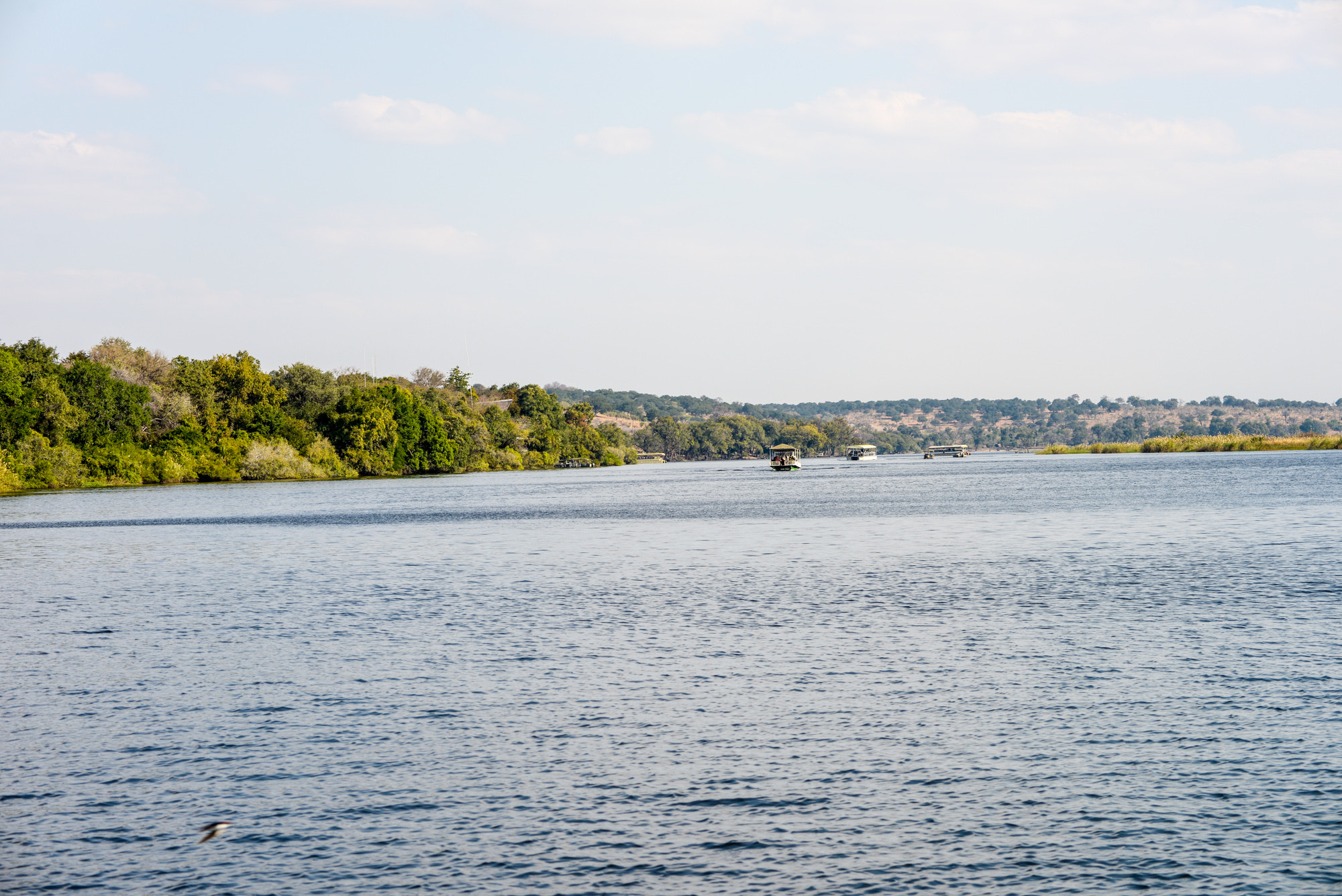 Nikon D800 sample photo. Chobe national park photography