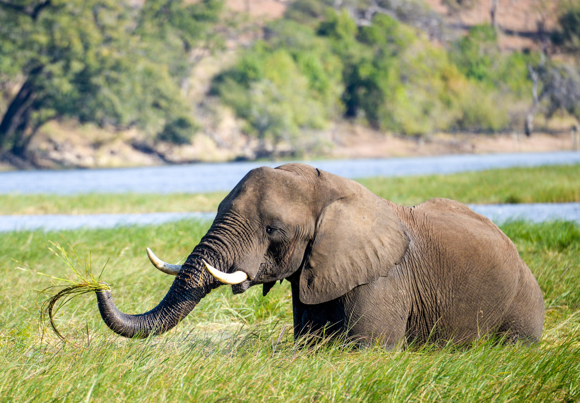 Nikon D800 sample photo. Chobe national park photography