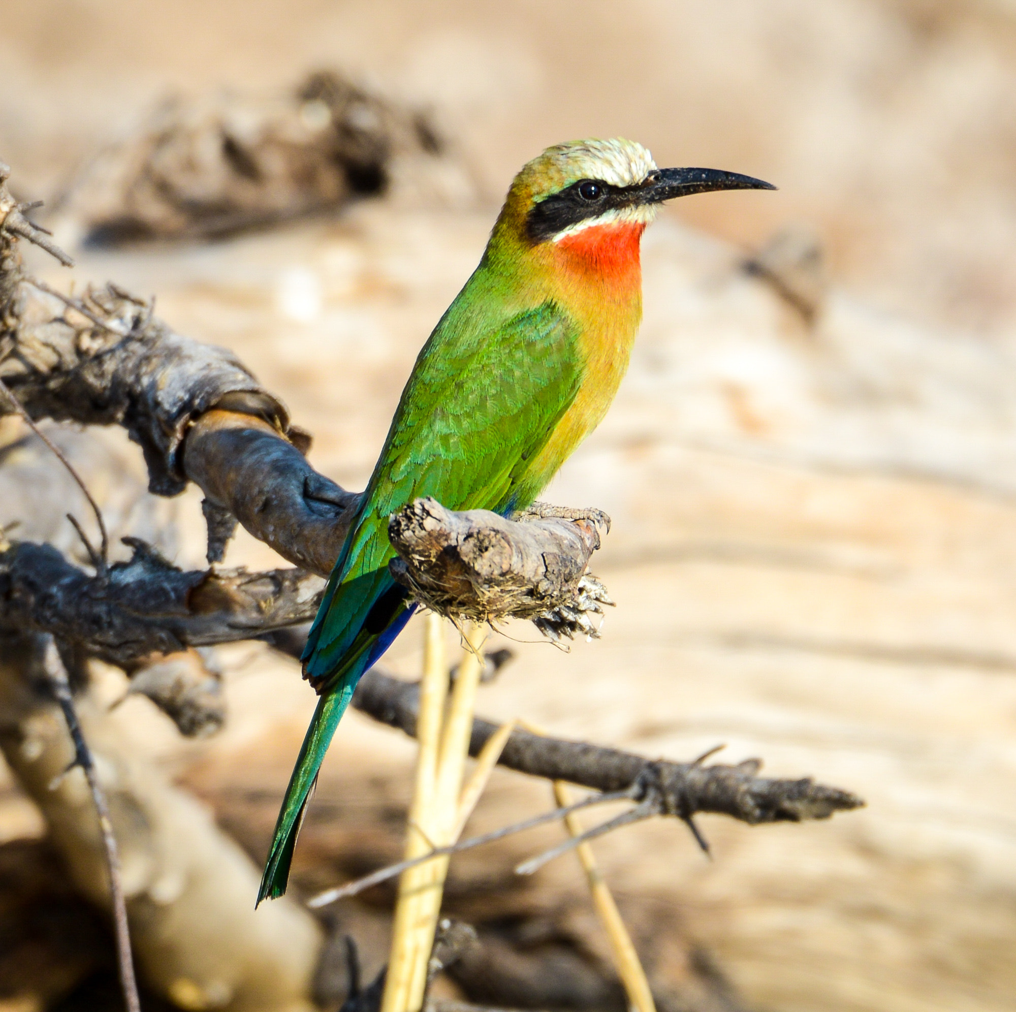 Nikon D800 sample photo. Chobe national park photography