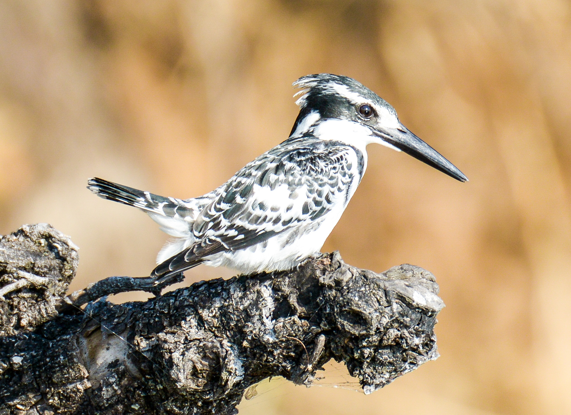 Nikon D800 sample photo. Chobe national park photography