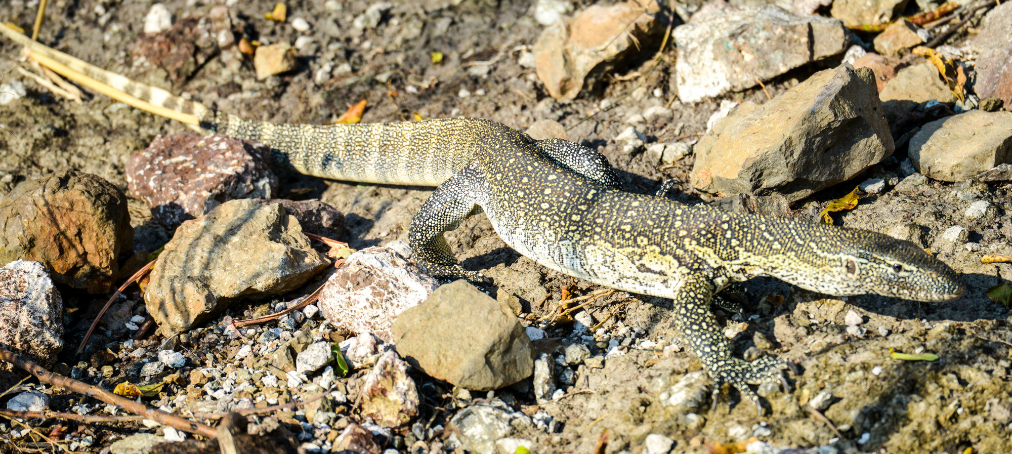 Nikon D800 sample photo. Chobe national park photography