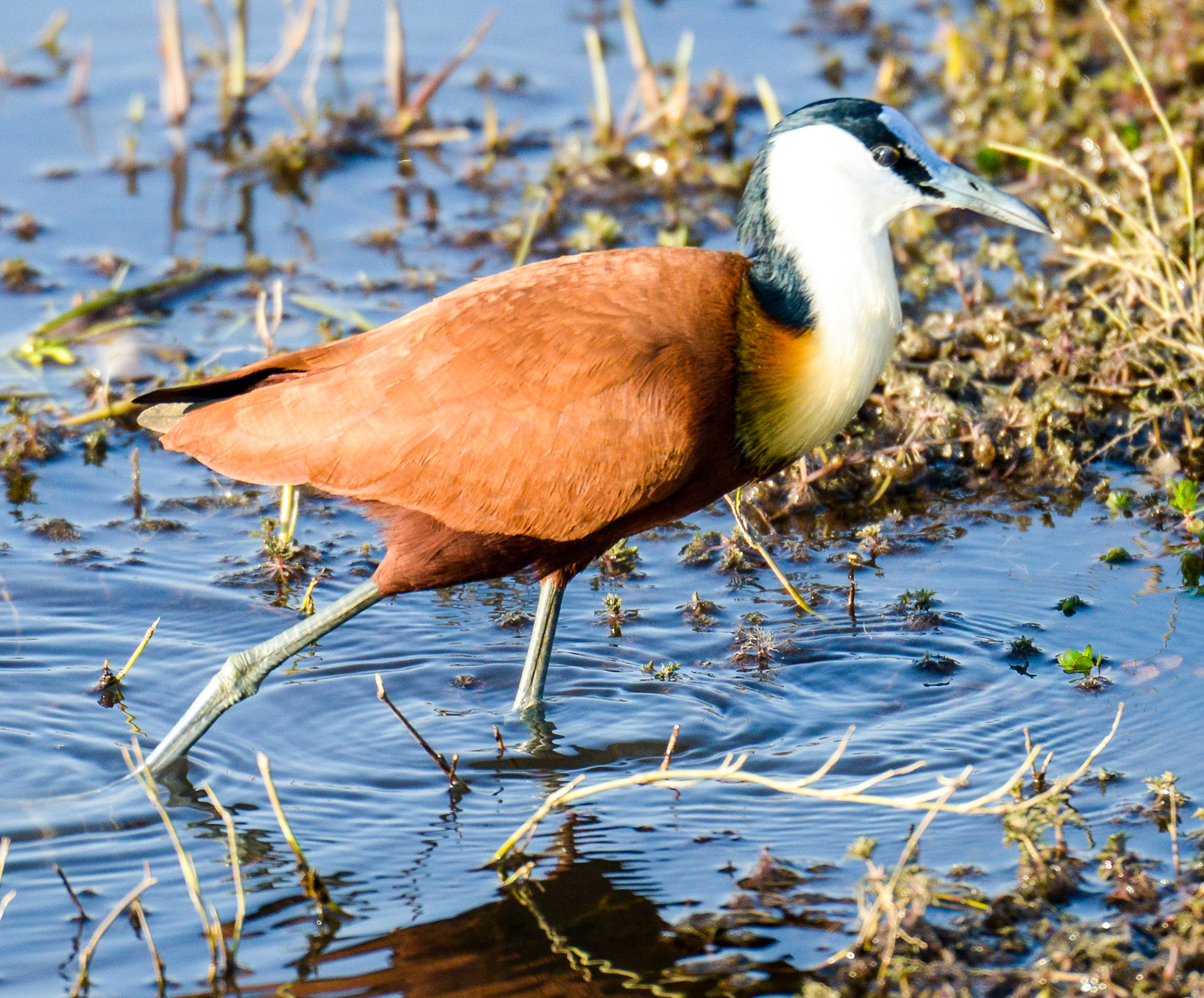 Nikon D800 sample photo. Chobe national park photography