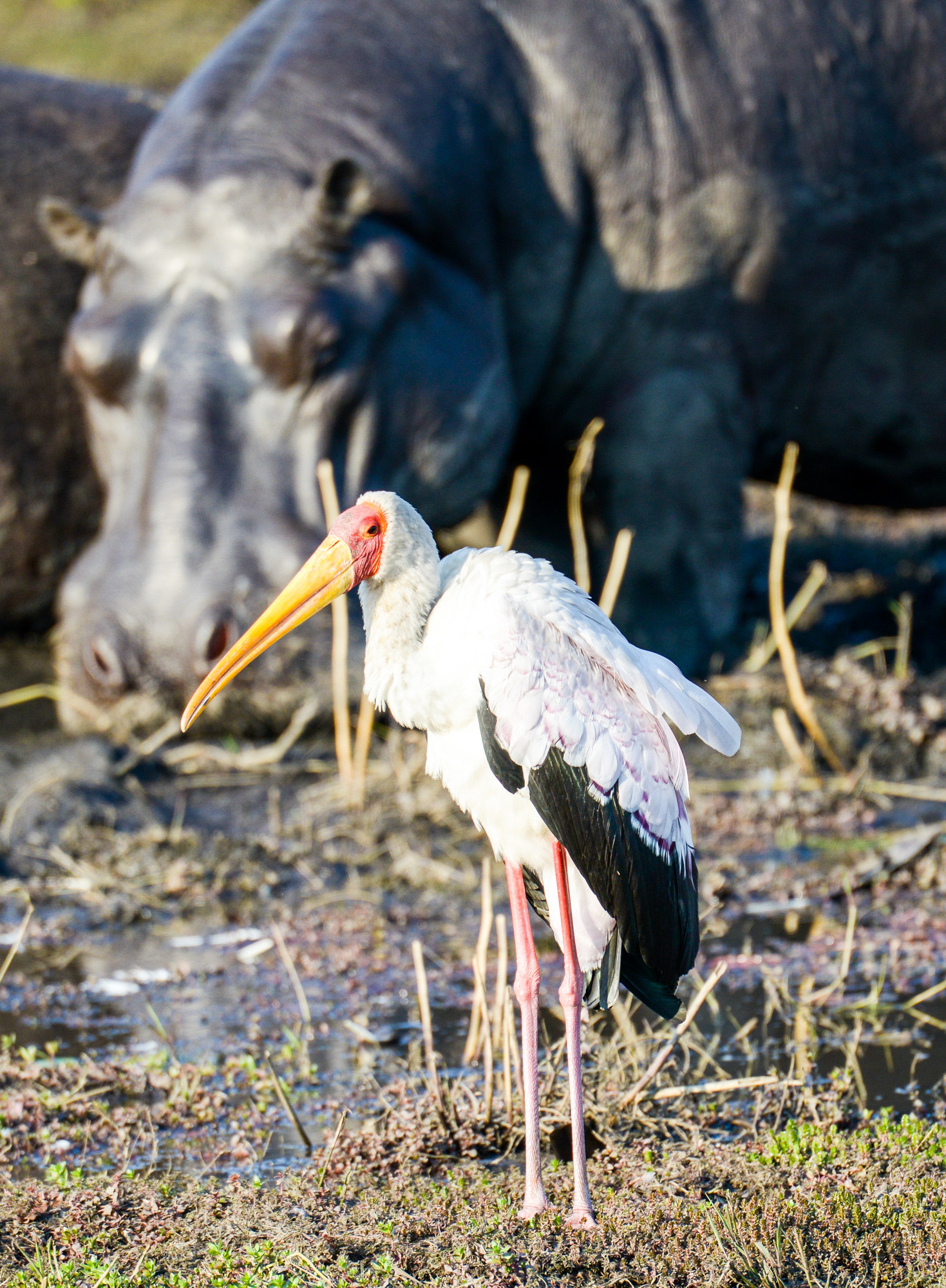 Nikon D800 sample photo. Chobe national park photography